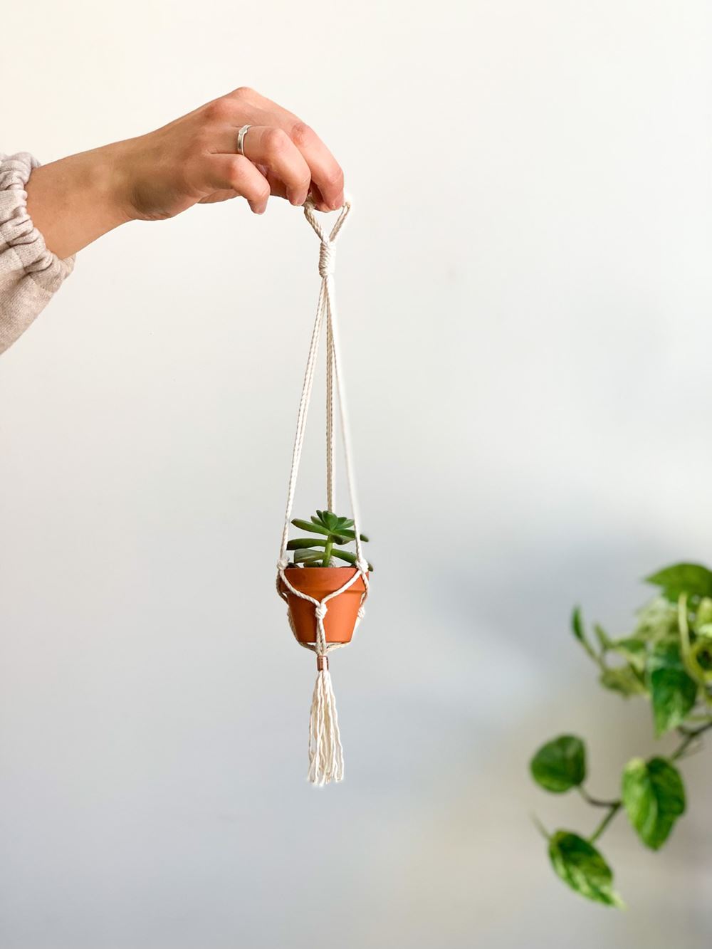 Jardinière mini - Suspension (1) et plante assortie en pot