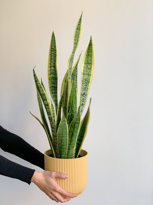 Jeune Lauren (Sansevière) - Alma Plantes