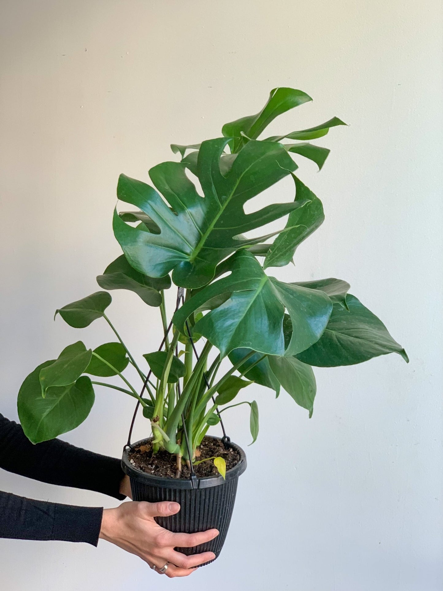 Jeune Monica (Monstera) - Alma Plantes
