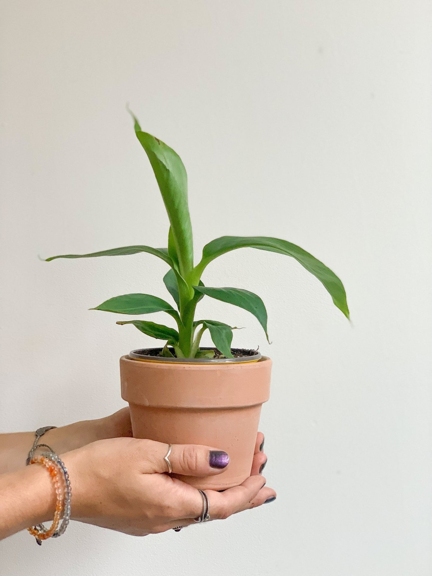 Jeune Musa (Bananier) - Alma Plantes