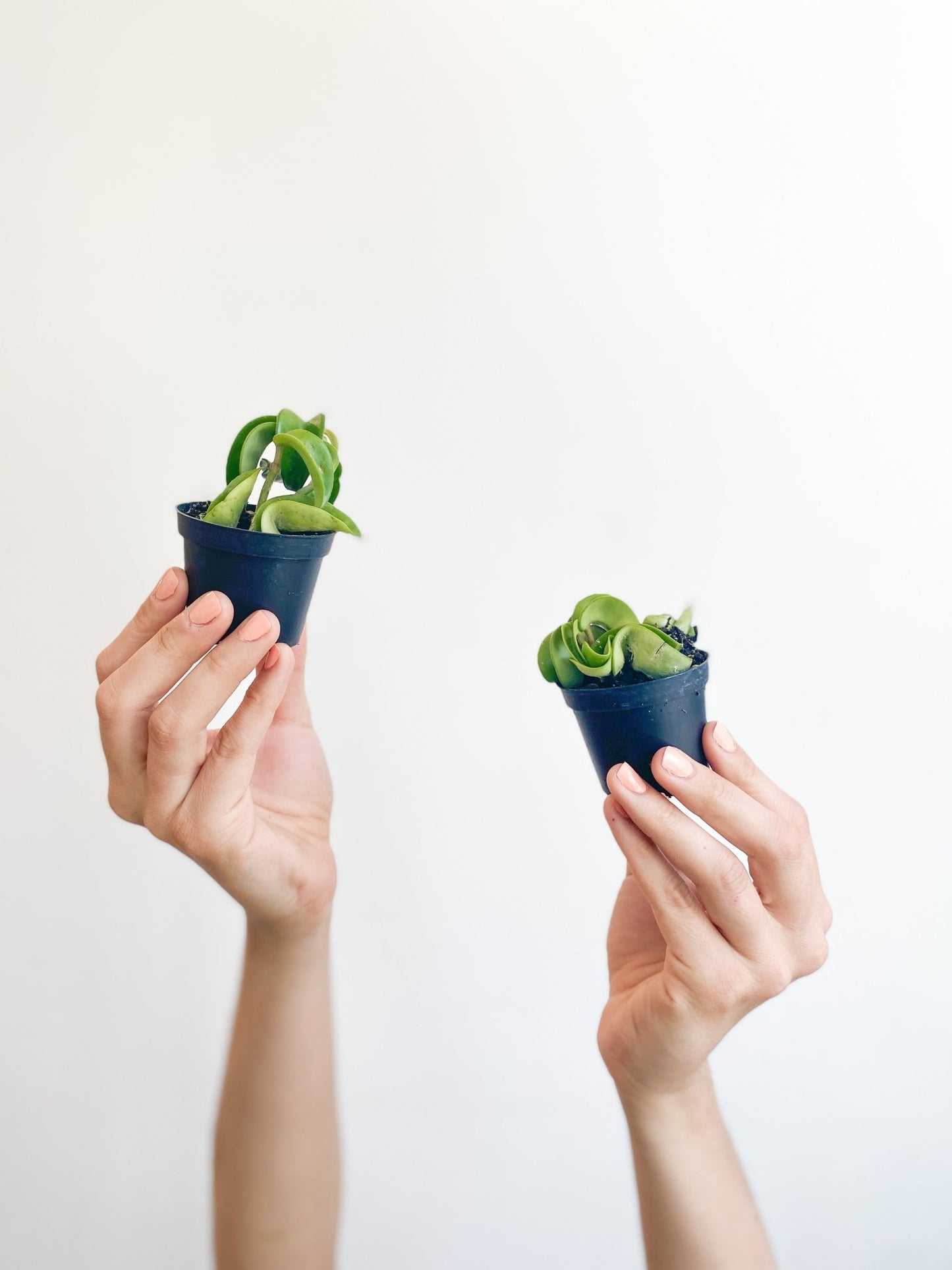 Jeune Patel (Hoya) - Alma Plantes