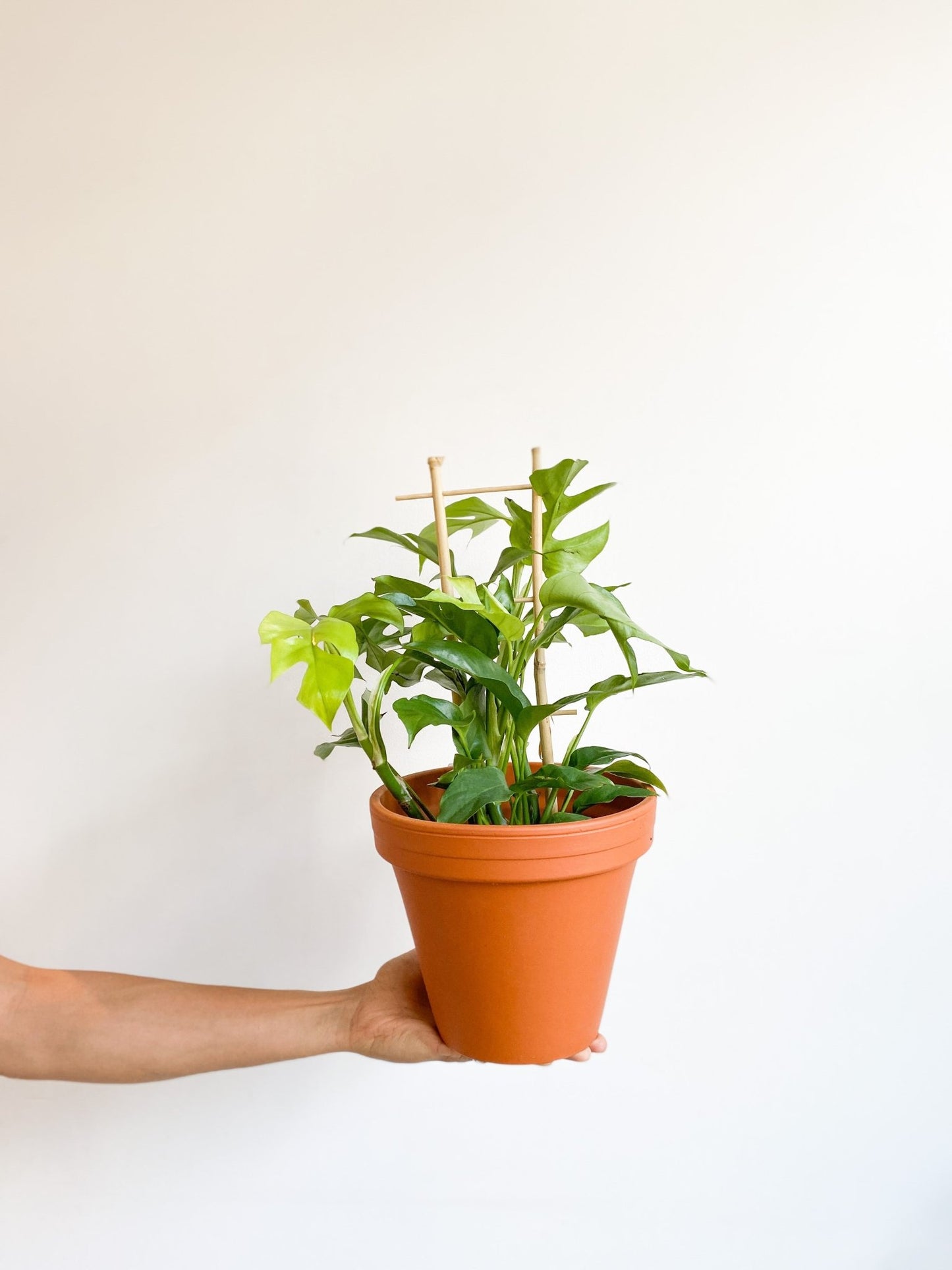 Jeune Raphaëlle (Raphidophora) - Alma Plantes
