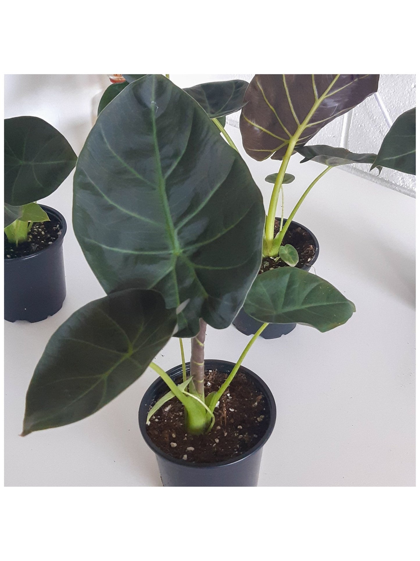 Jeune Regina (Alocasia) - Alma Plantes