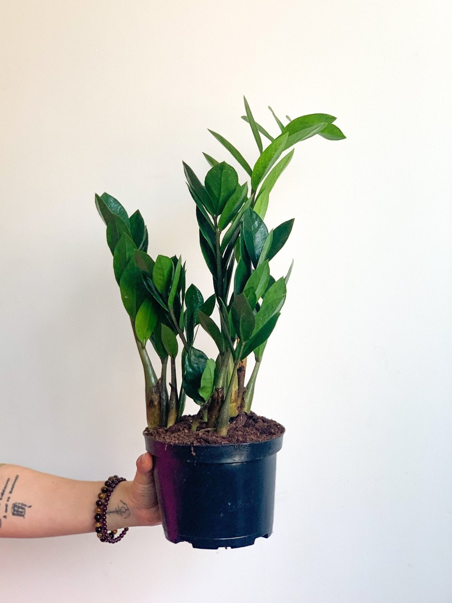 Jeune Zach (Zamioculcas) - Alma Plantes