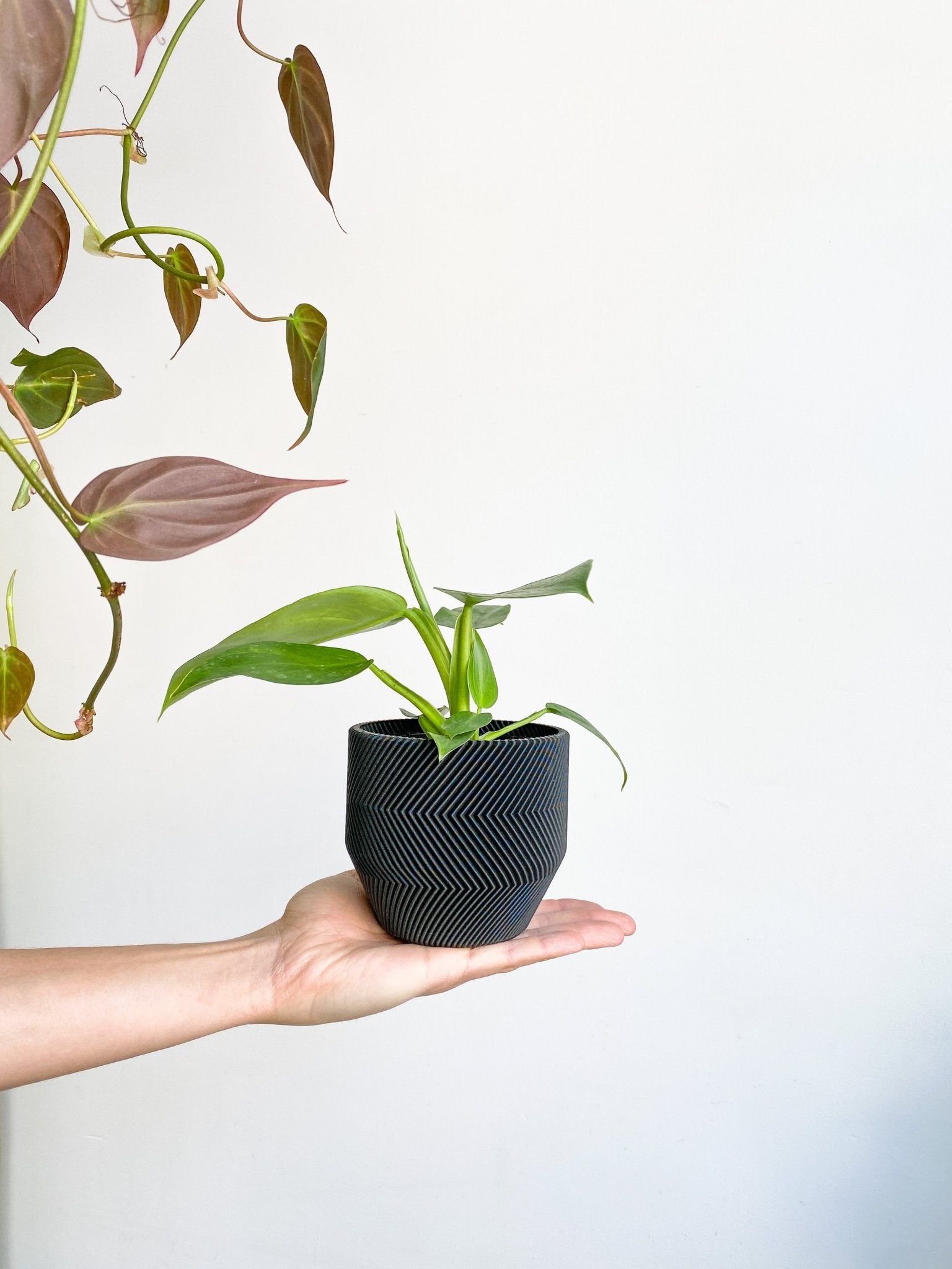 Jose (Philodendron) - Alma Plantes