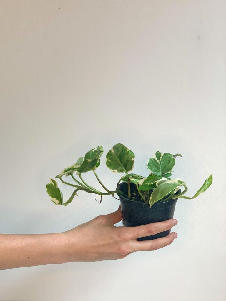 Joy (Pothos) - Alma Plantes