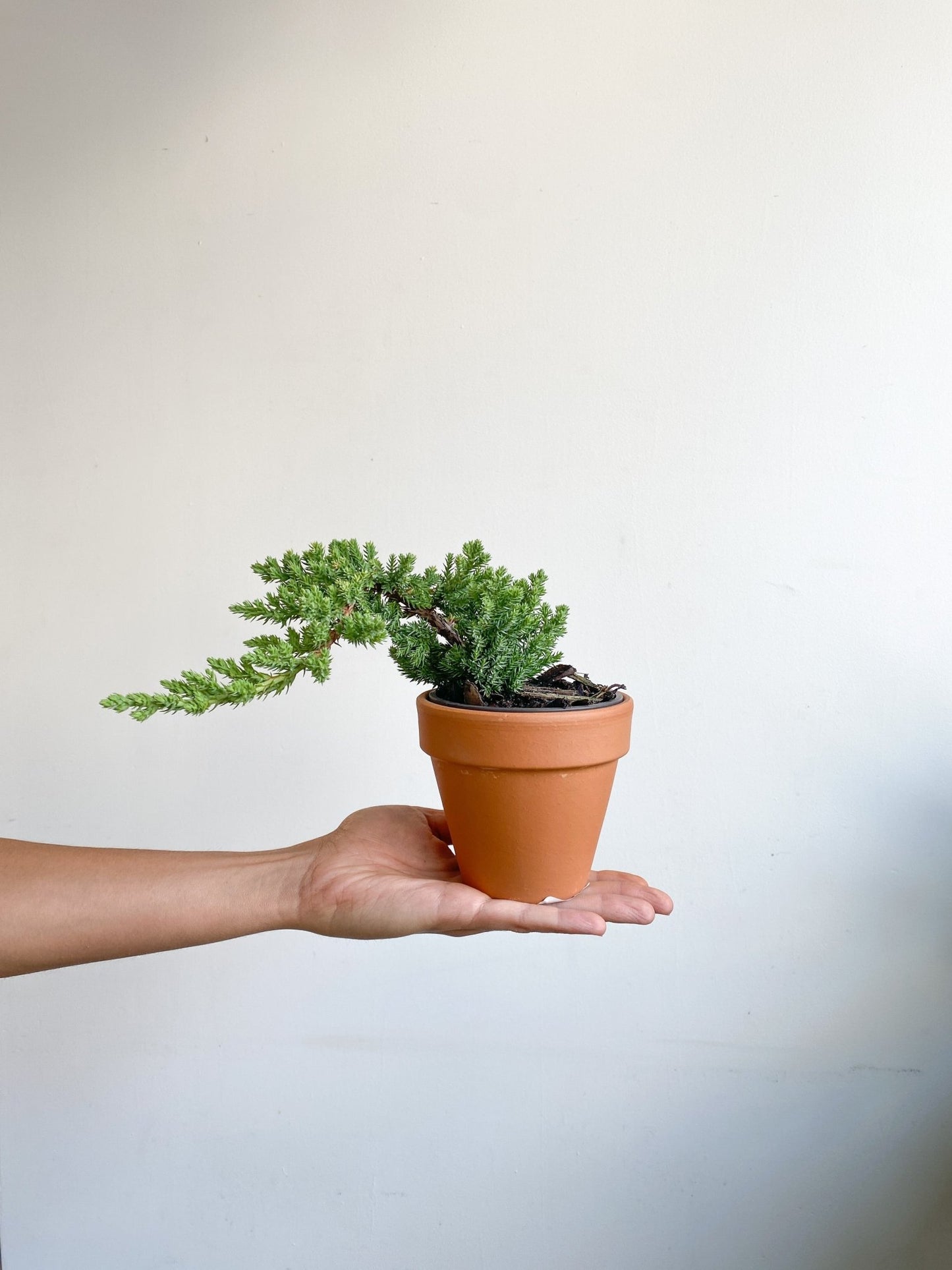 Juniper (Bonsaï) - Alma Plantes
