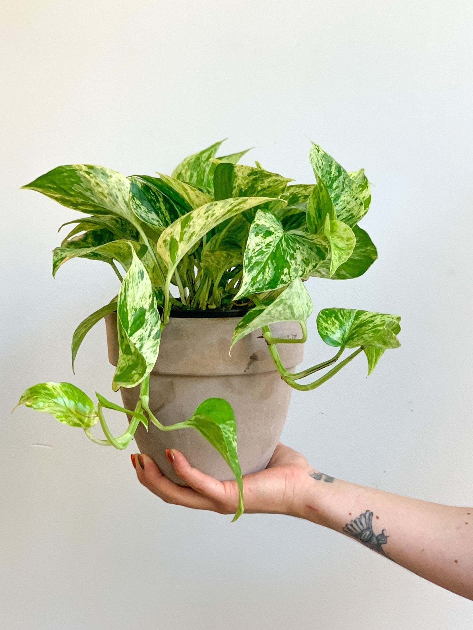 Kassandra (Pothos) - Alma Plantes