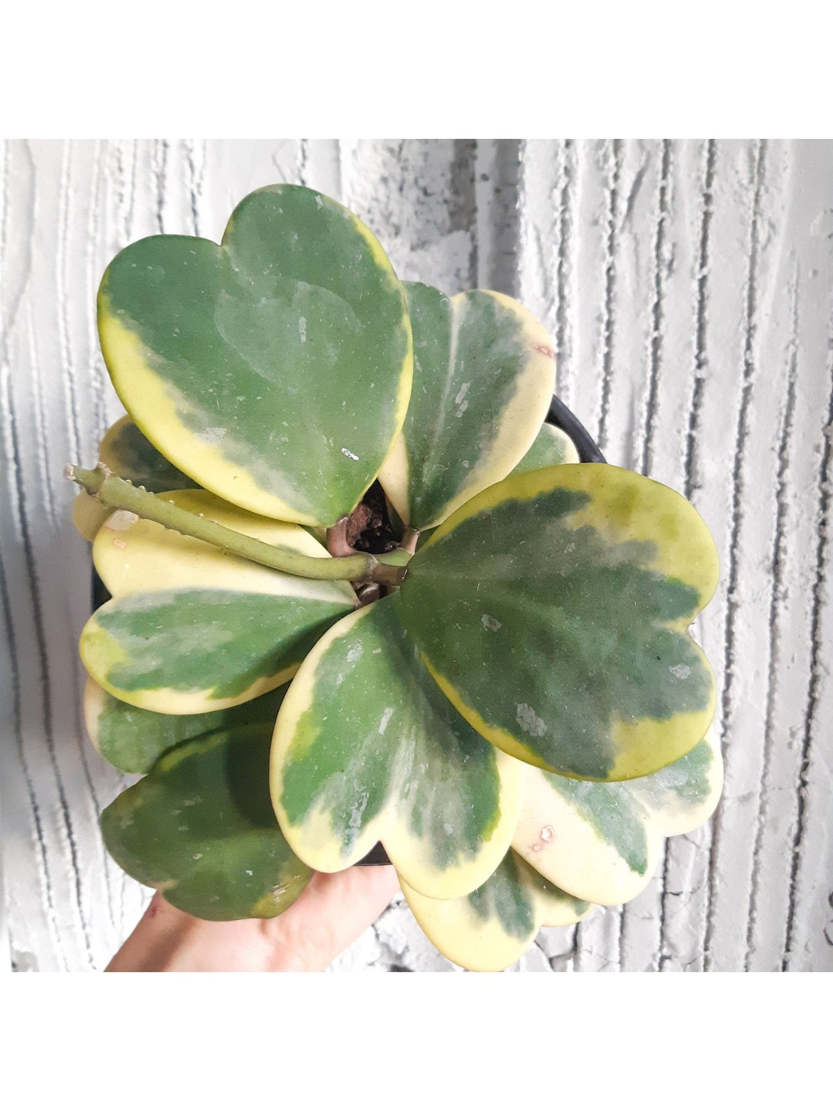 Kerrii (Hoya) - Alma Plantes