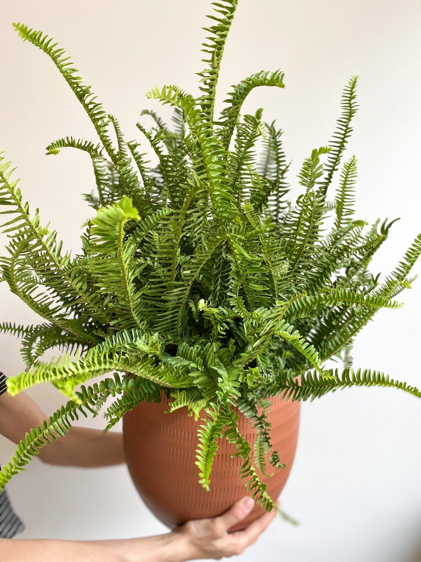 Kimberly (fougère) - Alma Plantes