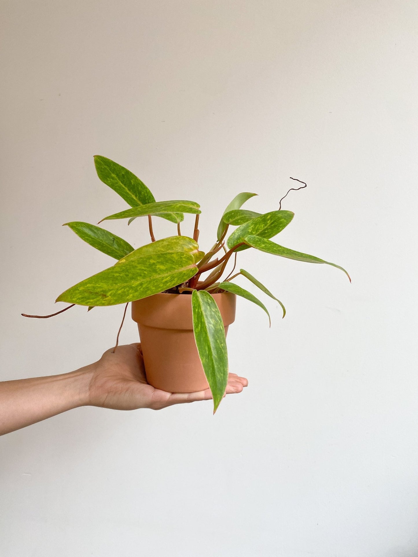 Lady (Philodendron) - Alma Plantes
