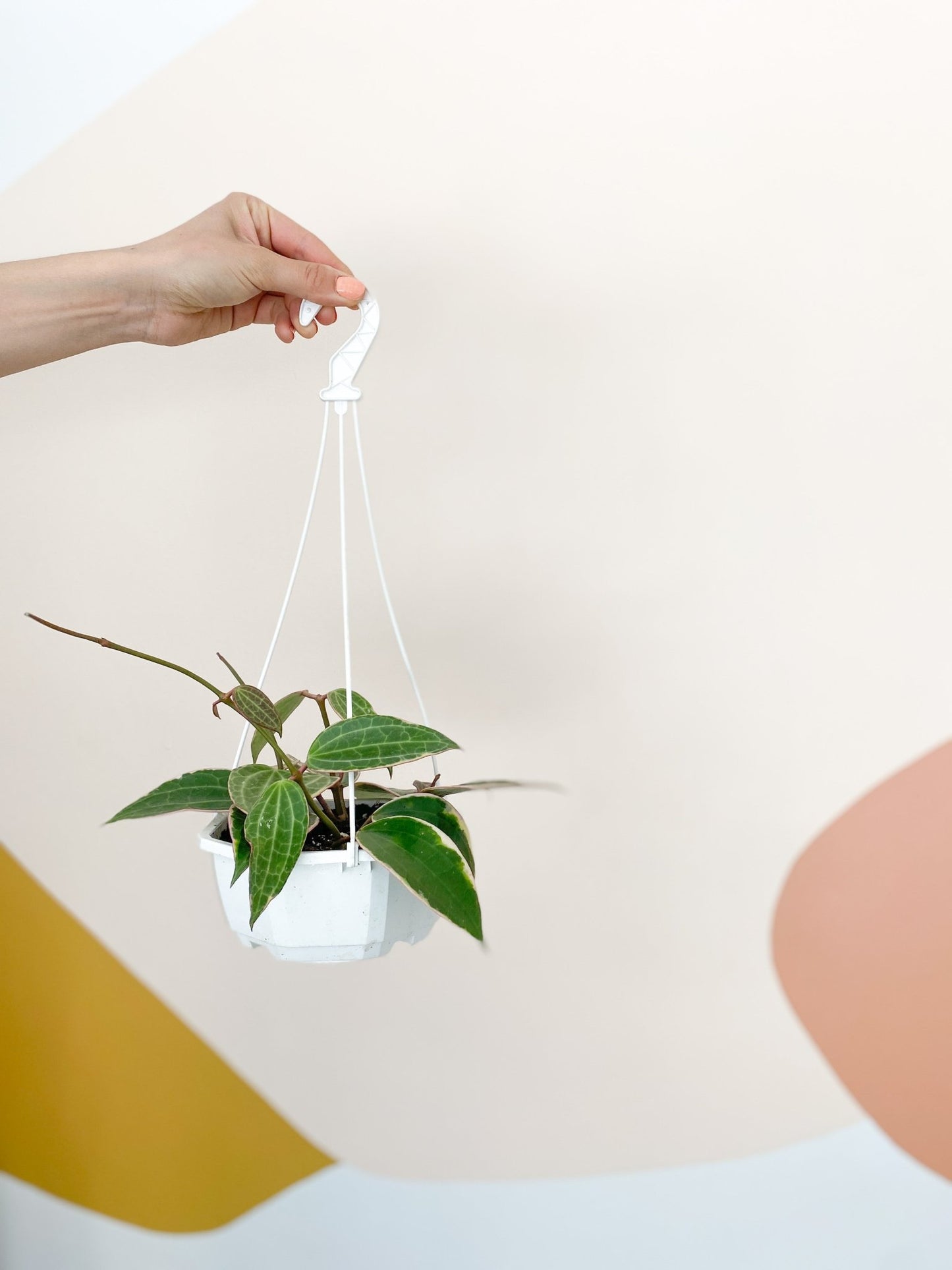 Laetitia (Hoya) - Alma Plantes