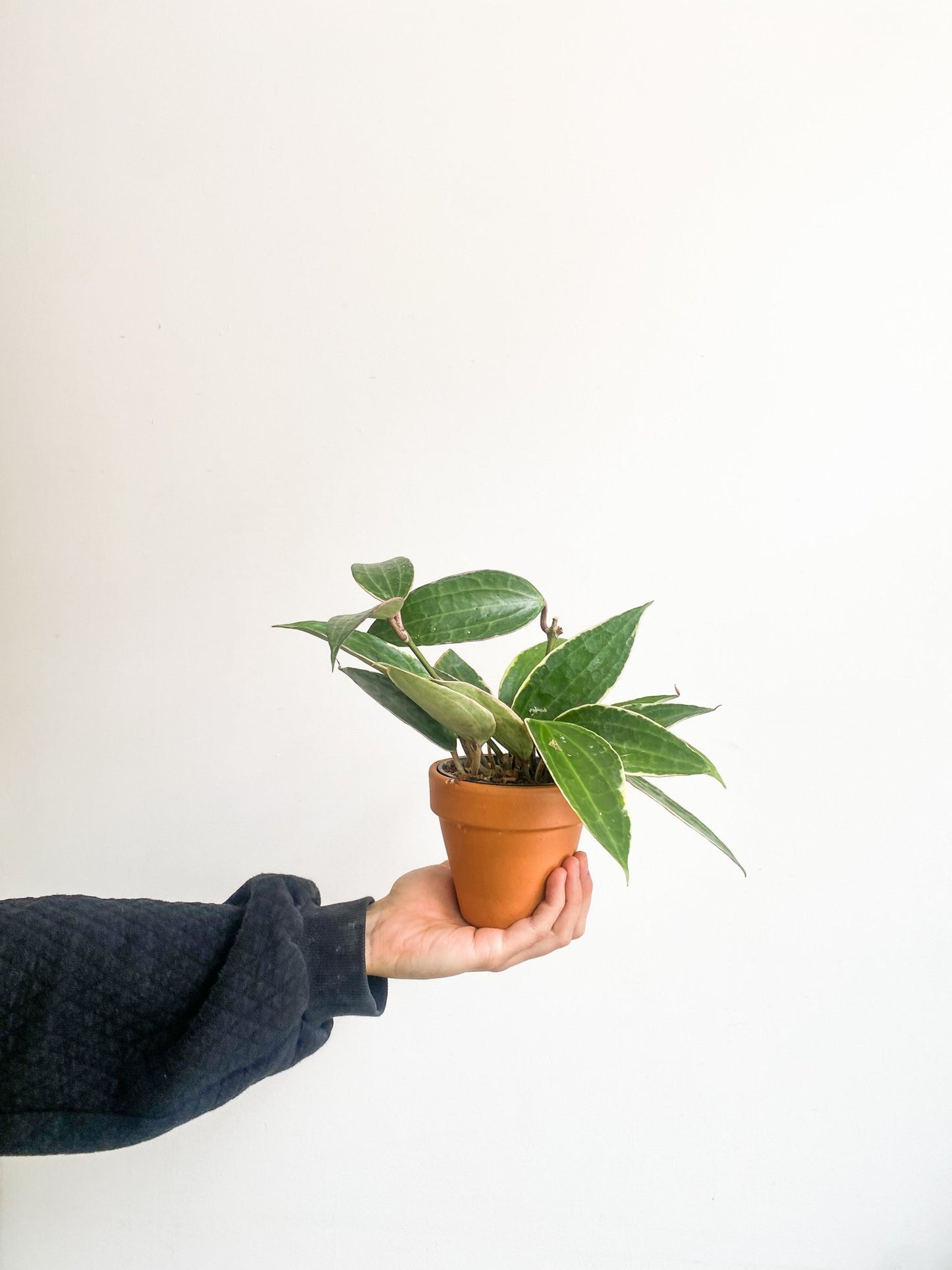 Laetitia (Hoya) - Alma Plantes