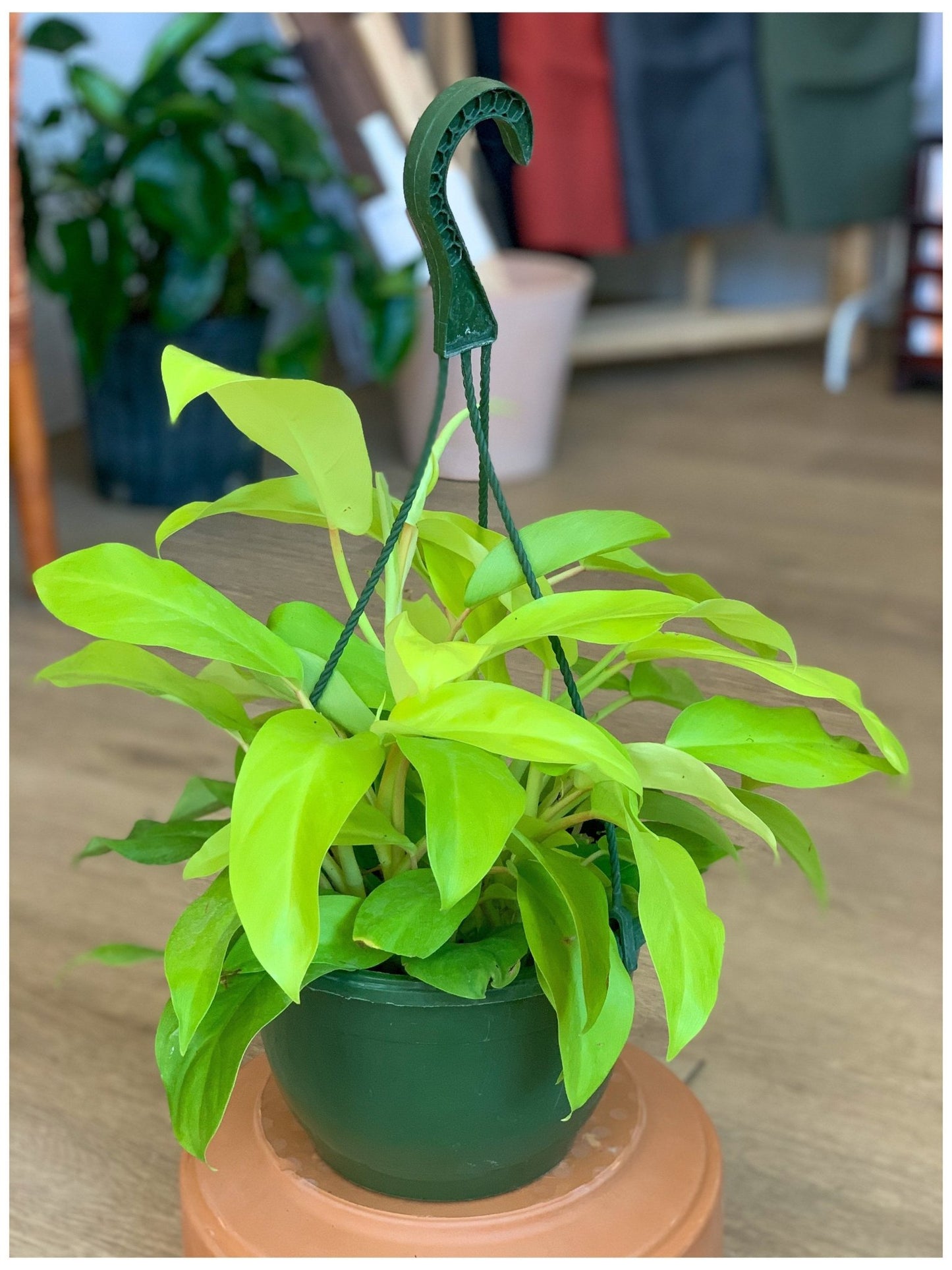 Léo (Philodendron) - Alma Plantes