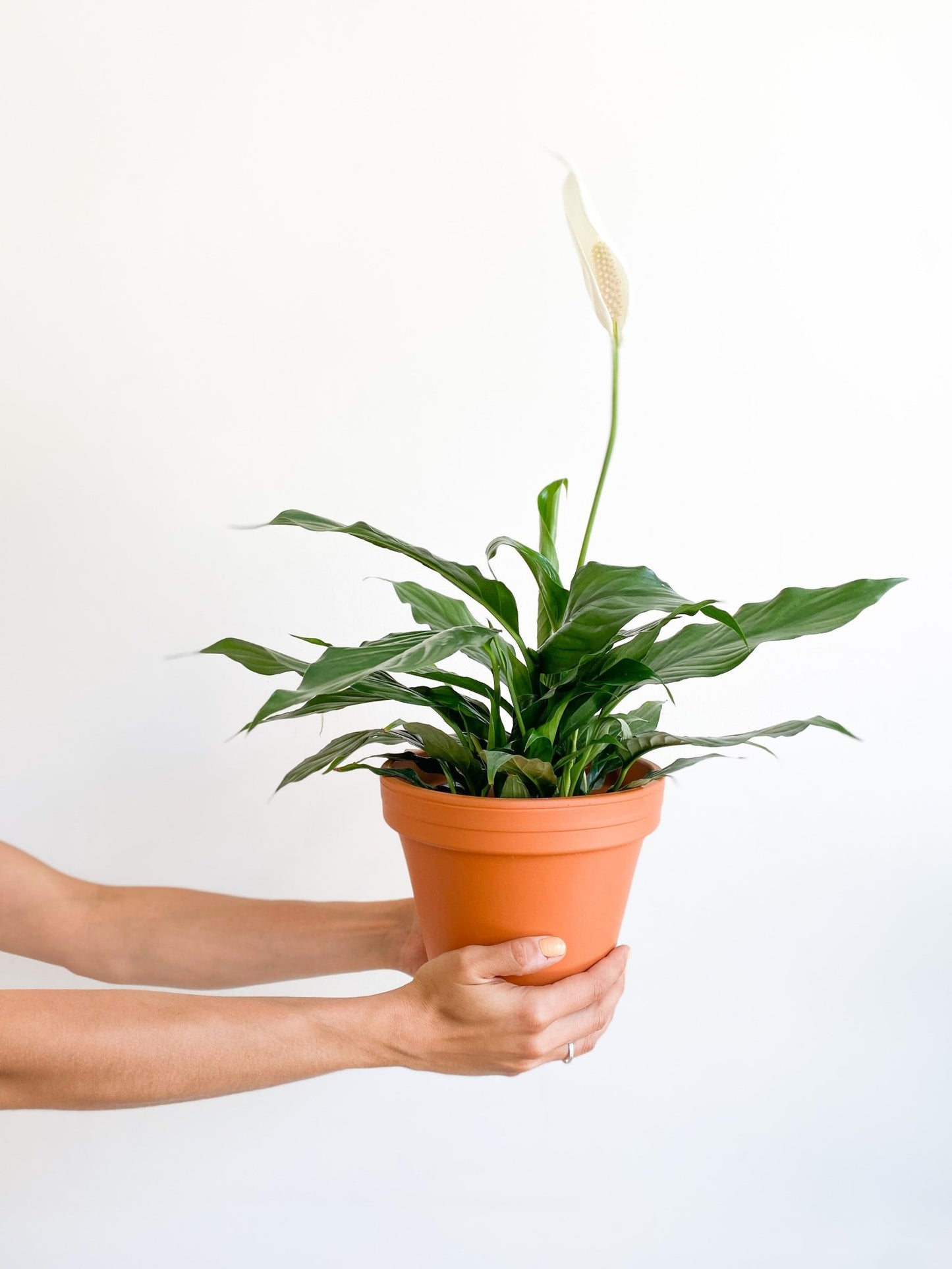Lison (Spathiphyllum) - Alma Plantes