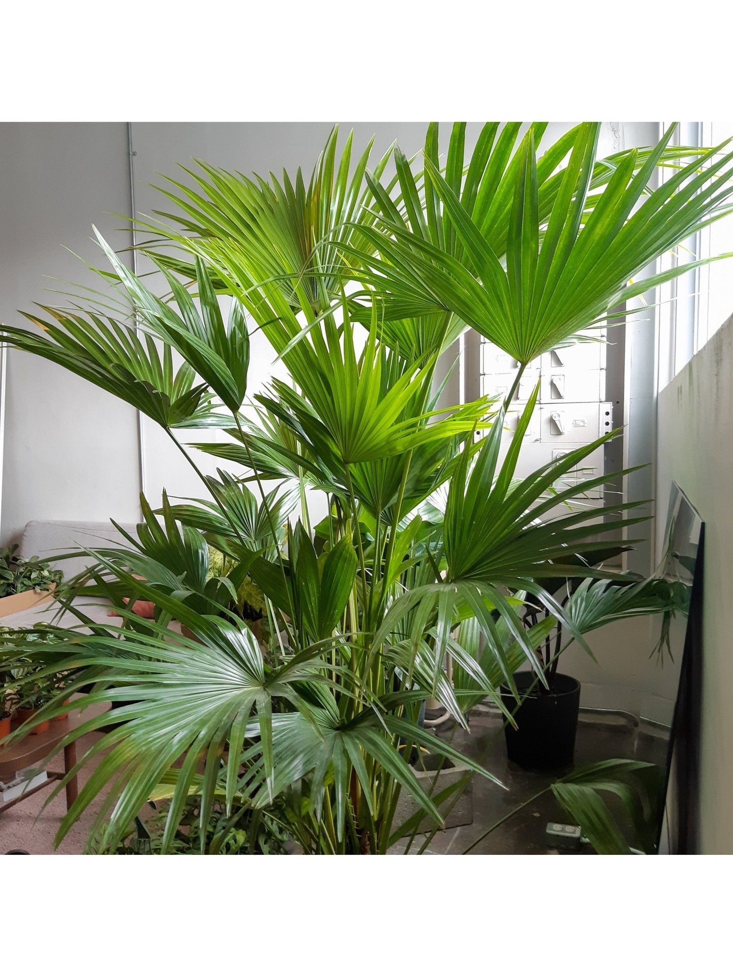 Livia (Palmier) - Alma Plantes