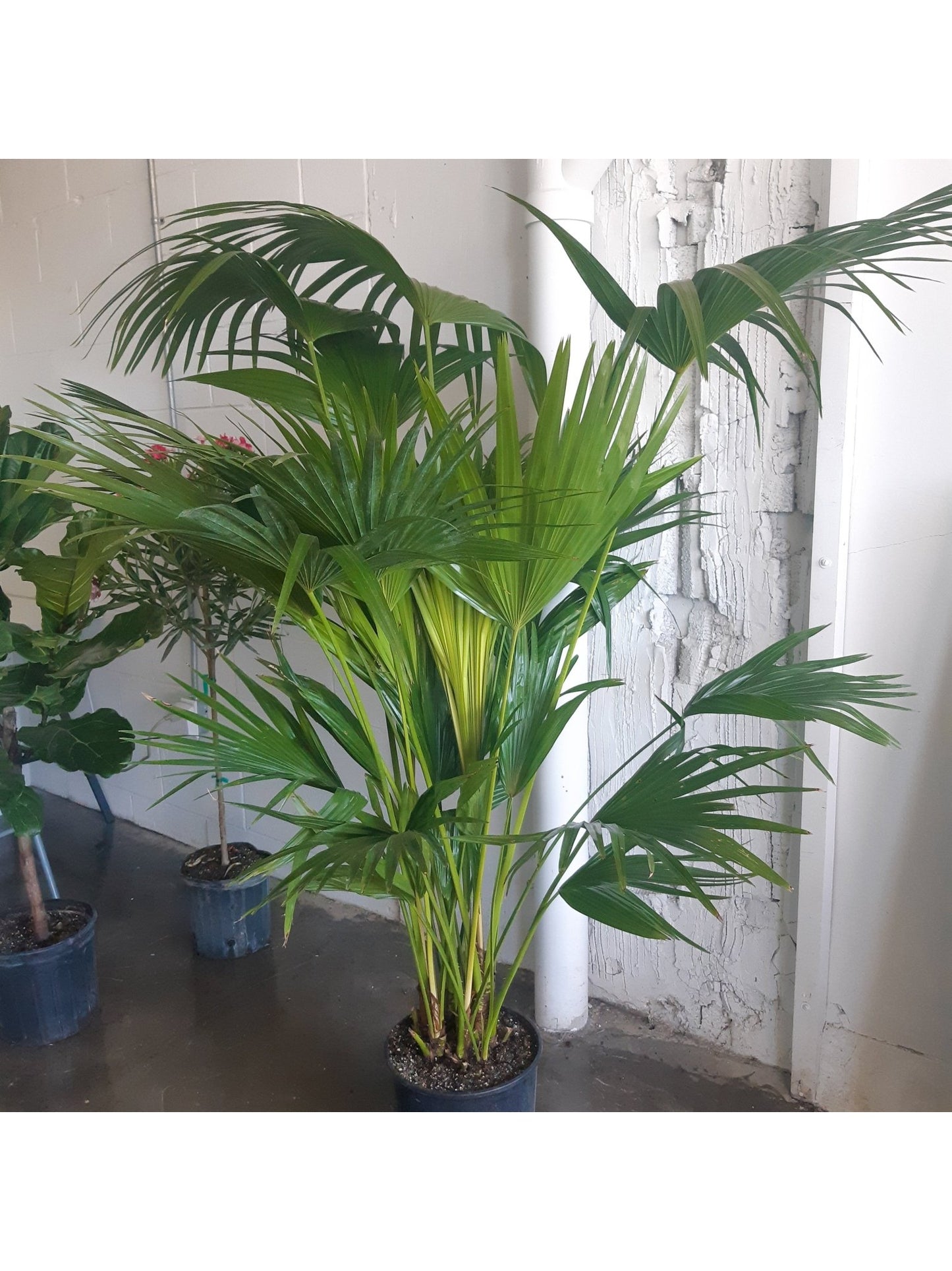 Livia (Palmier) - Alma Plantes