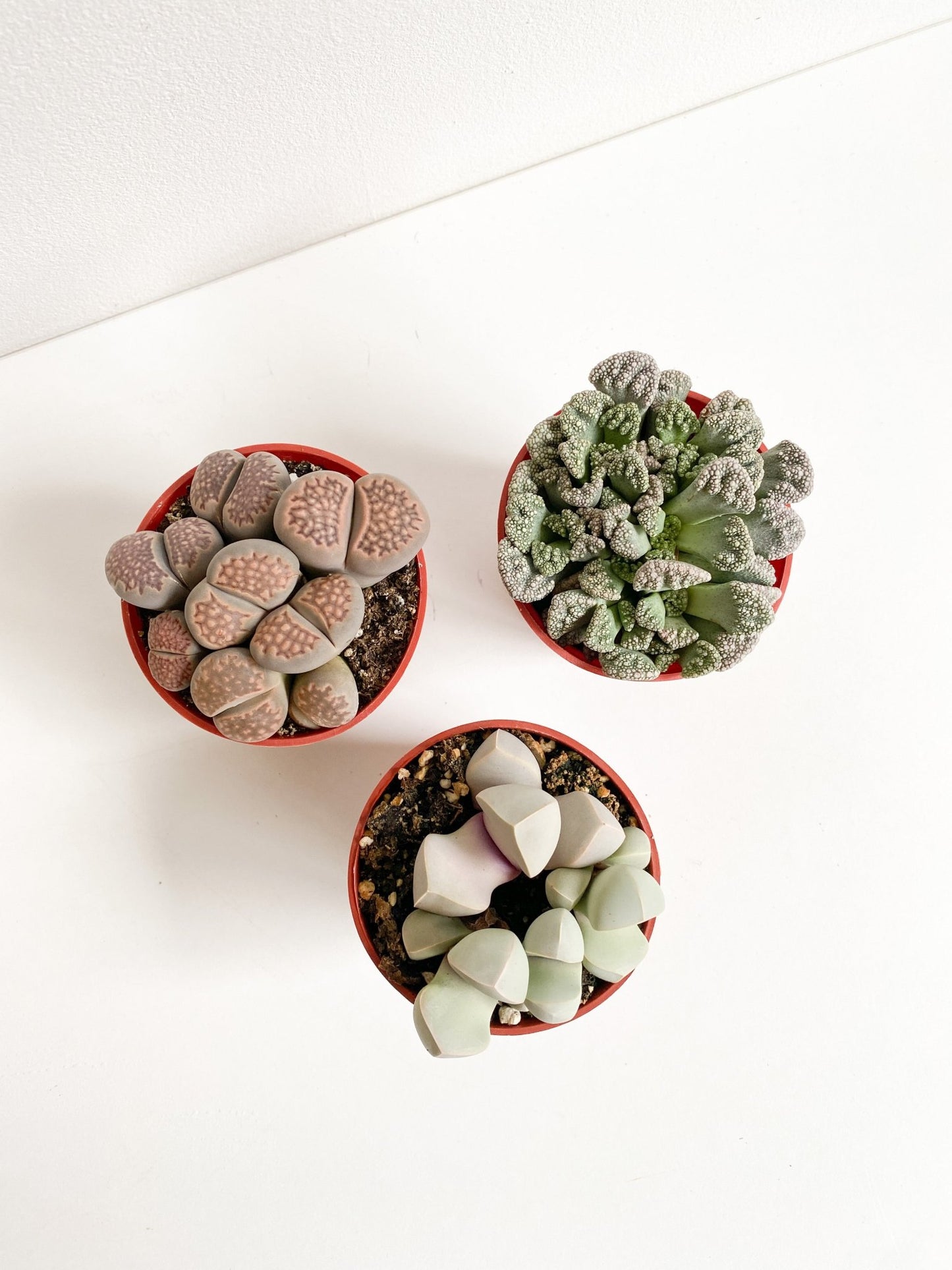 Living stone (Lithops) - Alma Plantes