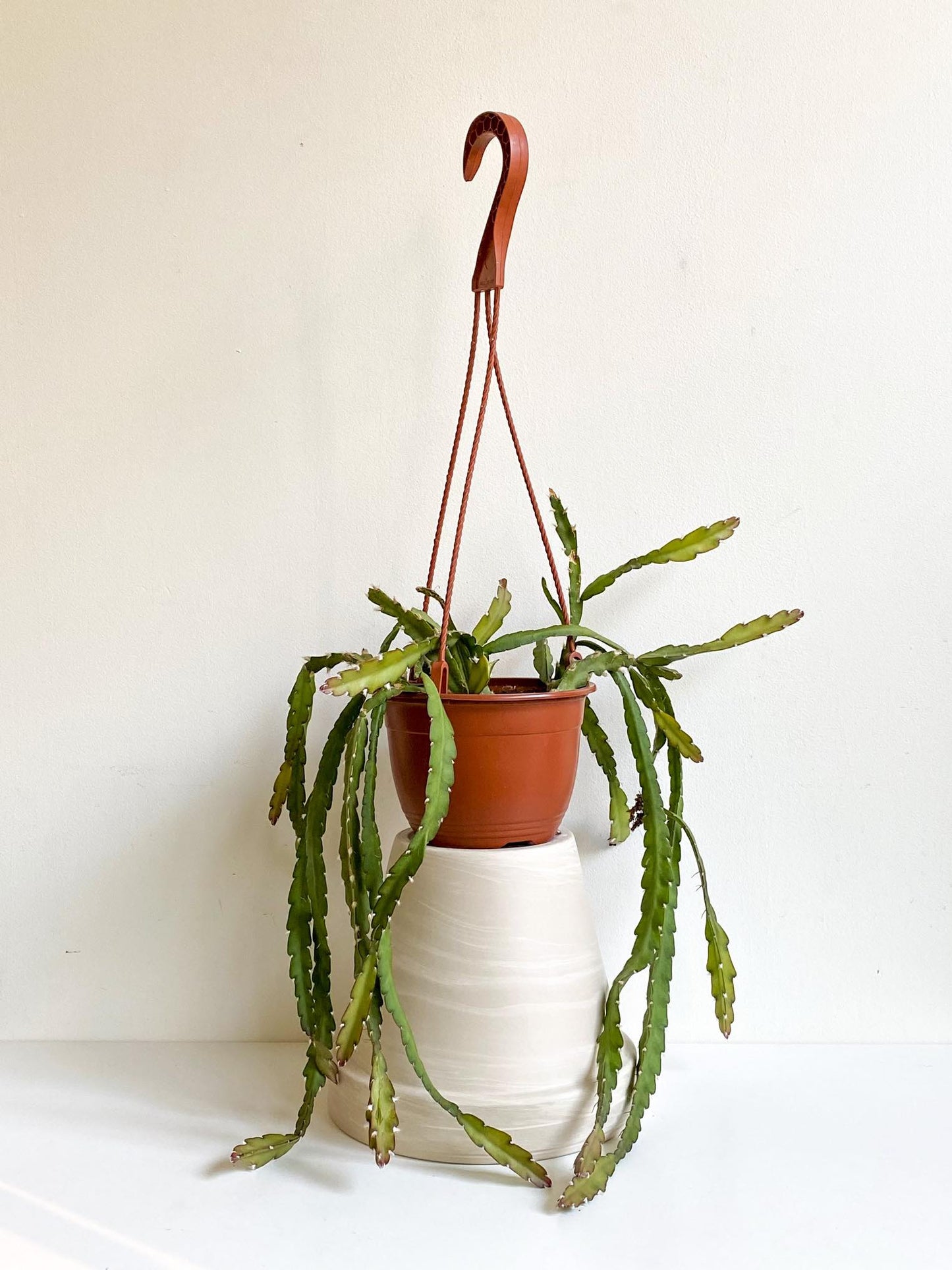 Lucifer (Rhipsalis) - Alma Plantes