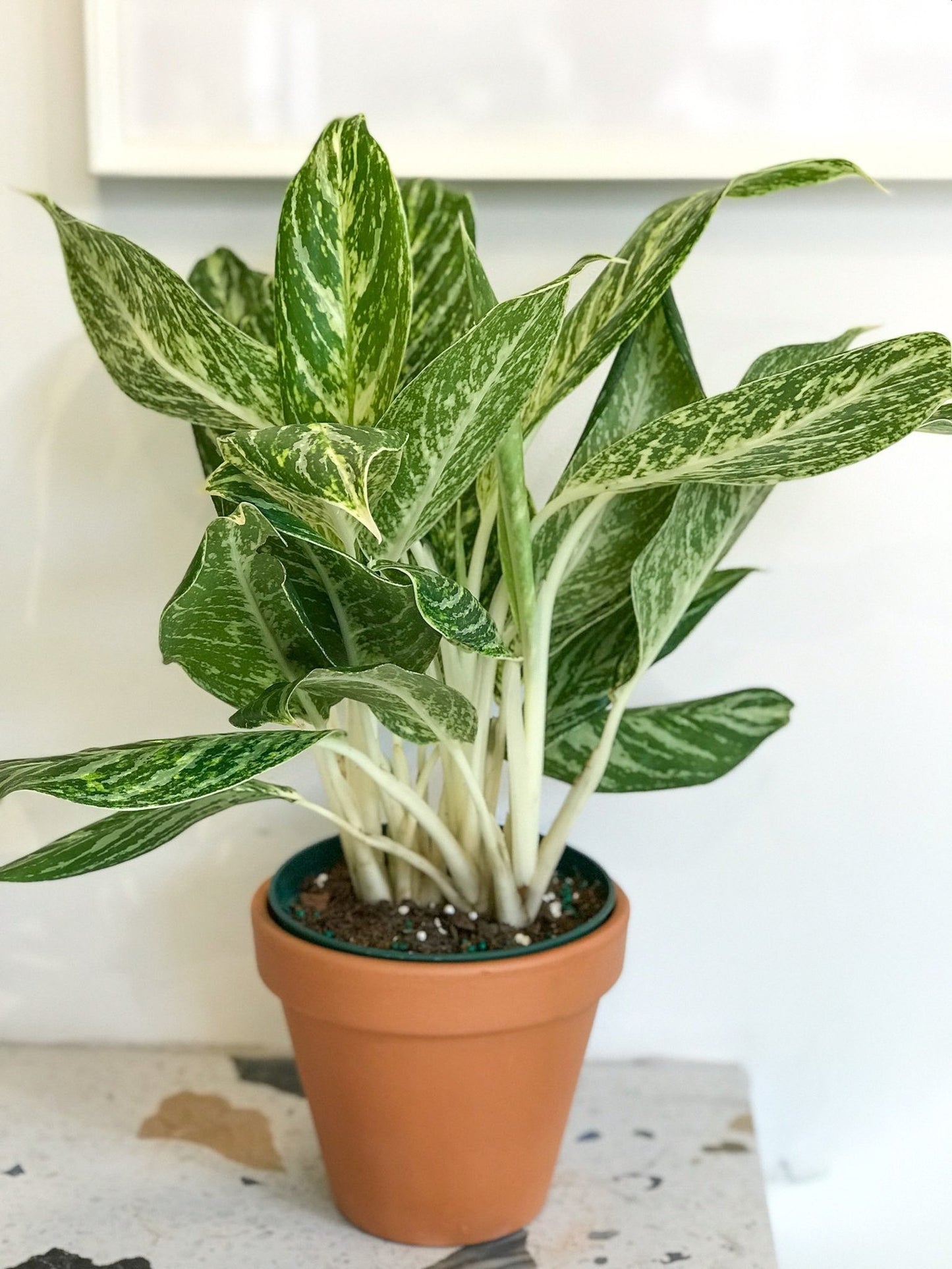 Madonna (Aglaonema) - Alma Plantes