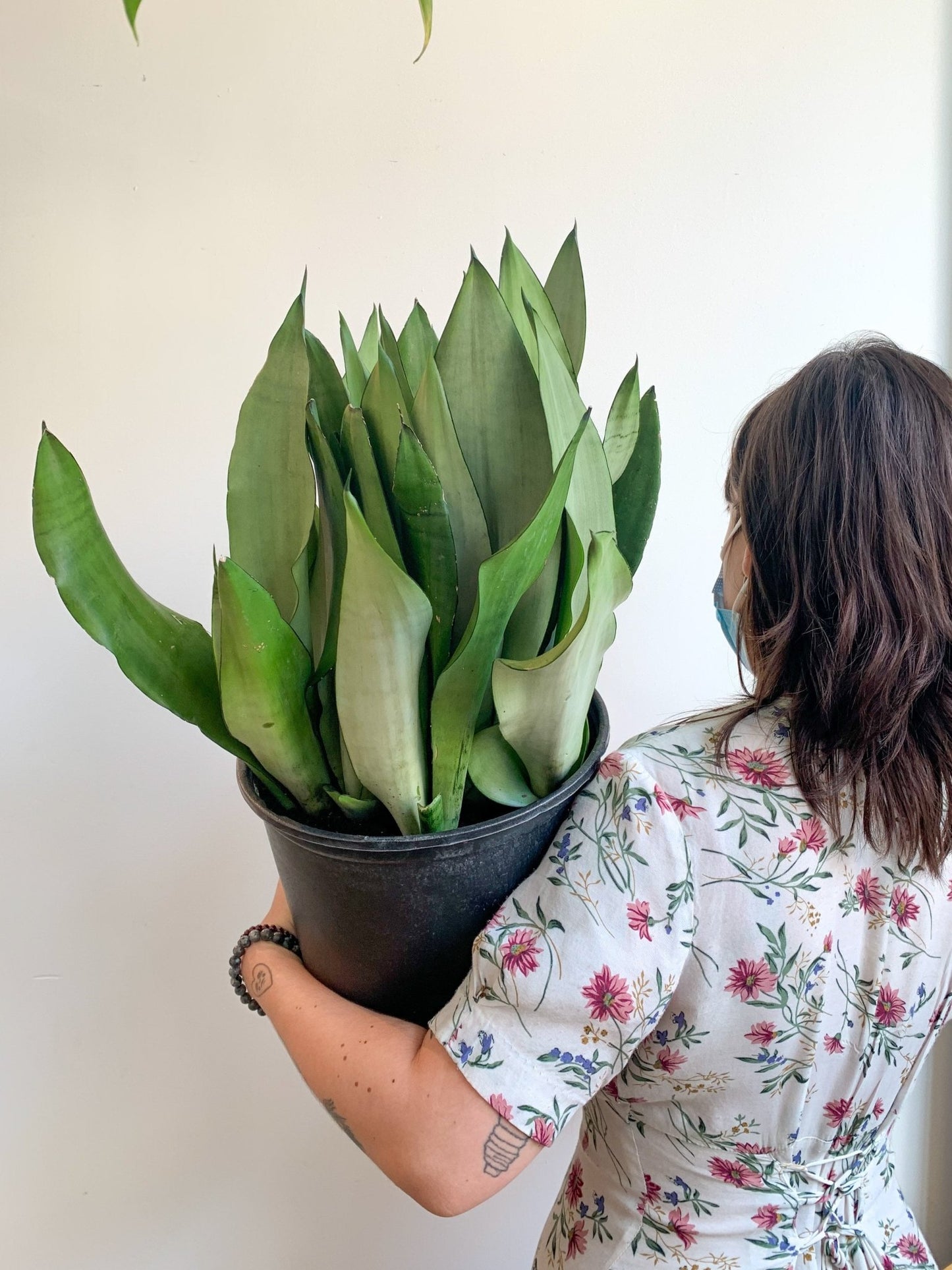 Magalie (Sansevière) - Alma Plantes