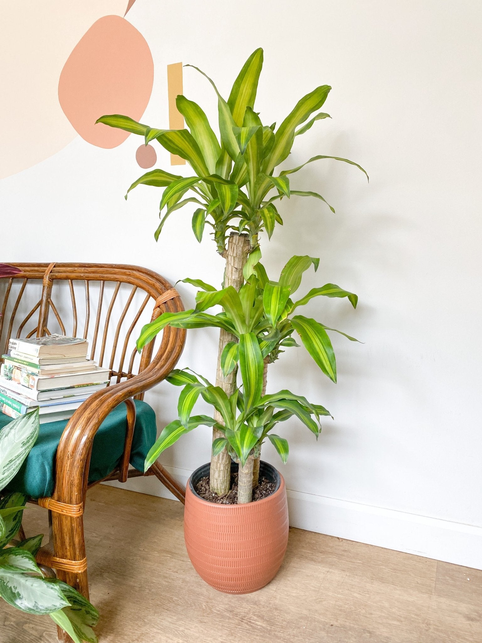 Mallorie (Dracaena) - Alma Plantes