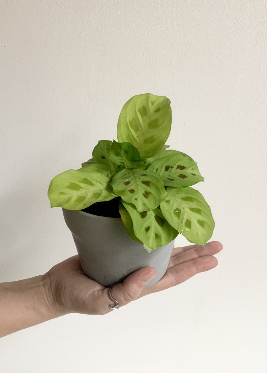 Manon (Maranta)