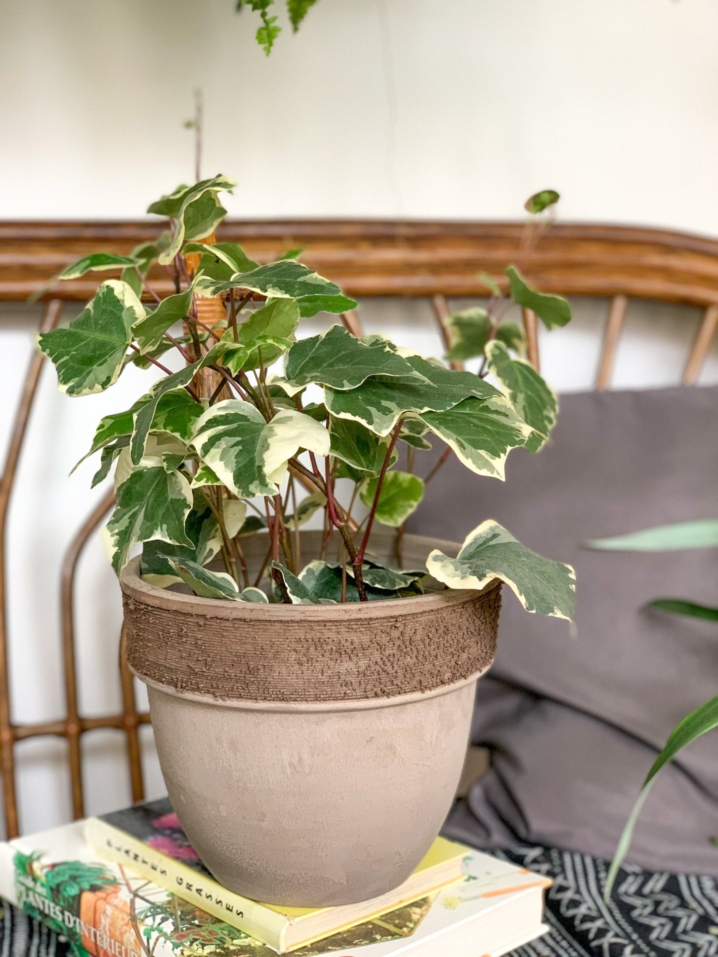 Marengo (Lierre) - Alma Plantes