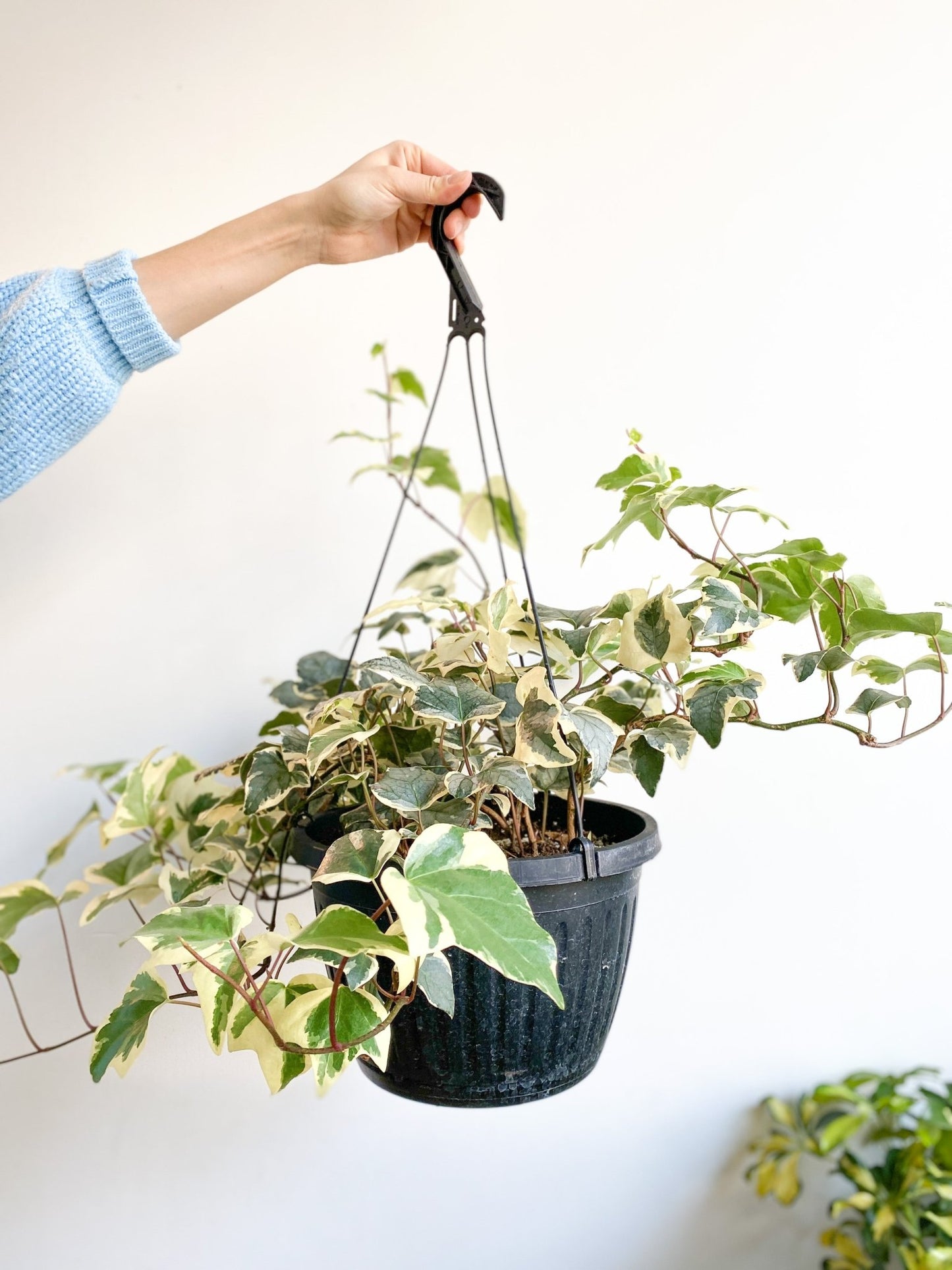 Marengo (Lierre) - Alma Plantes