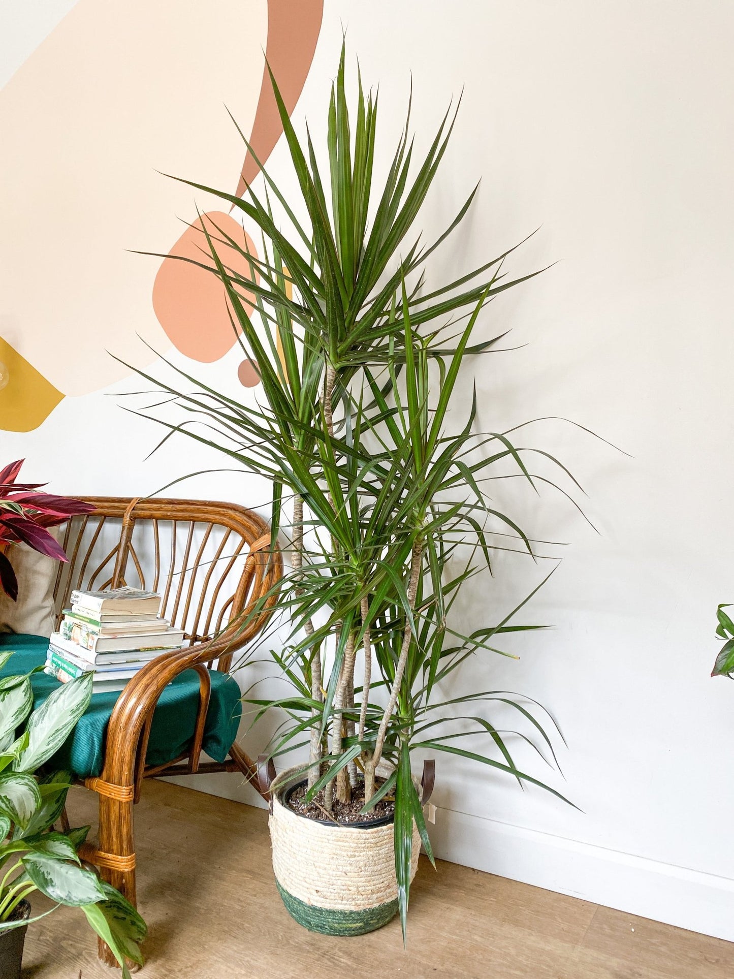 Marginata (Dracaena) - Alma Plantes