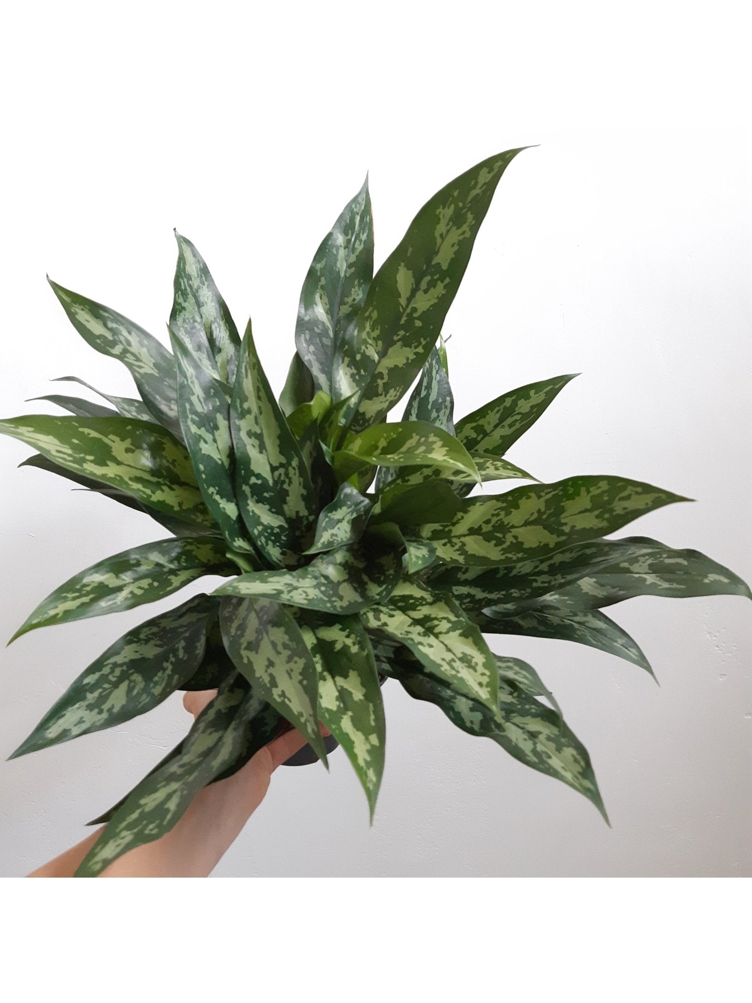 Maria (Aglaonema) - Alma Plantes