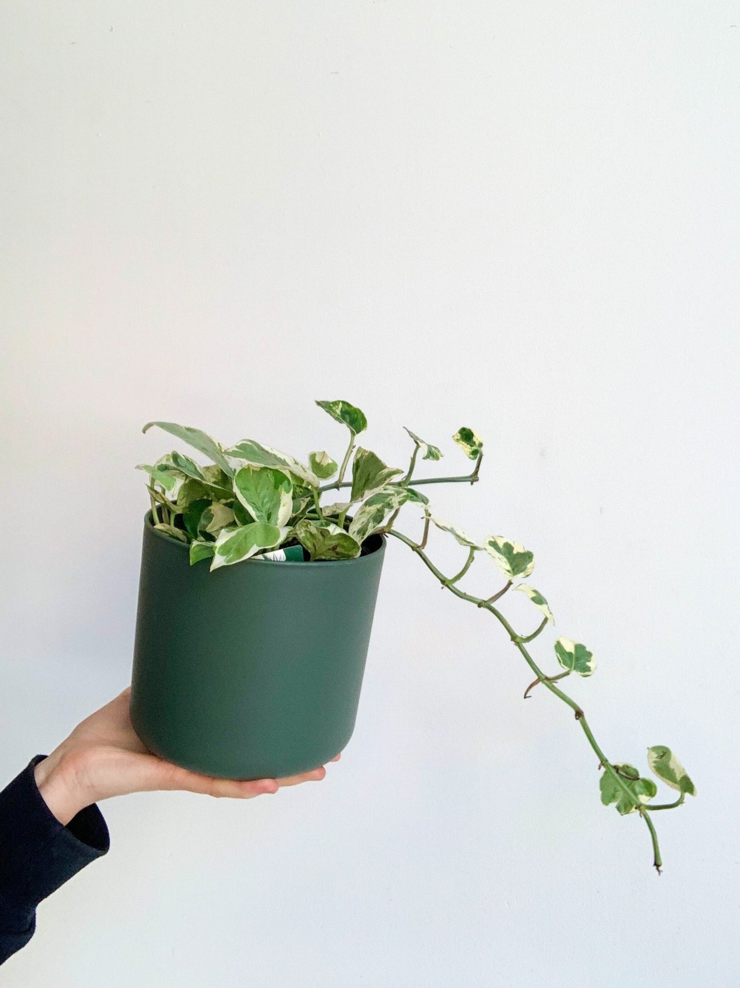 Marie - Jade (Pothos) - Alma Plantes