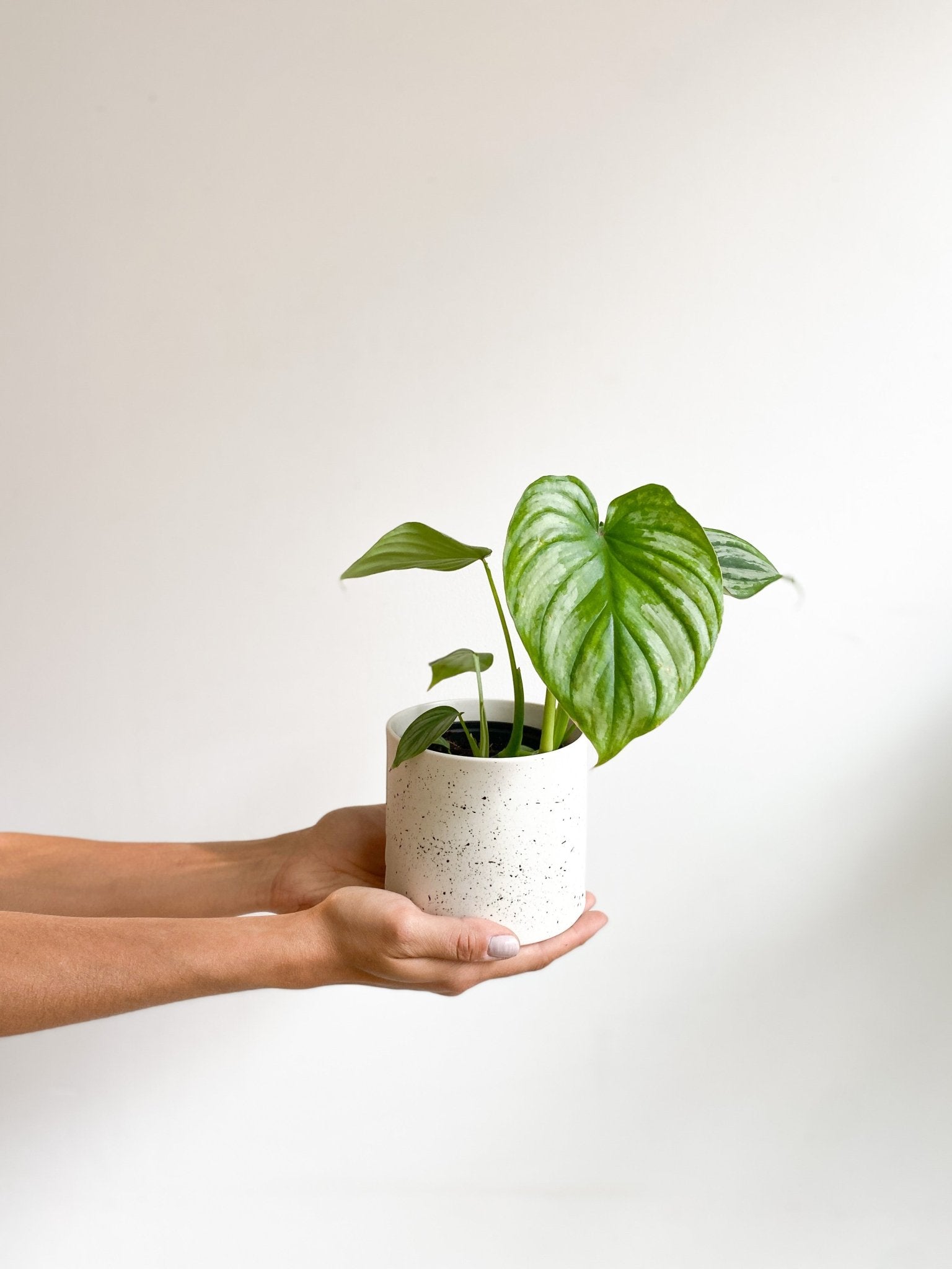 Marie (Philodendron) - Alma Plantes