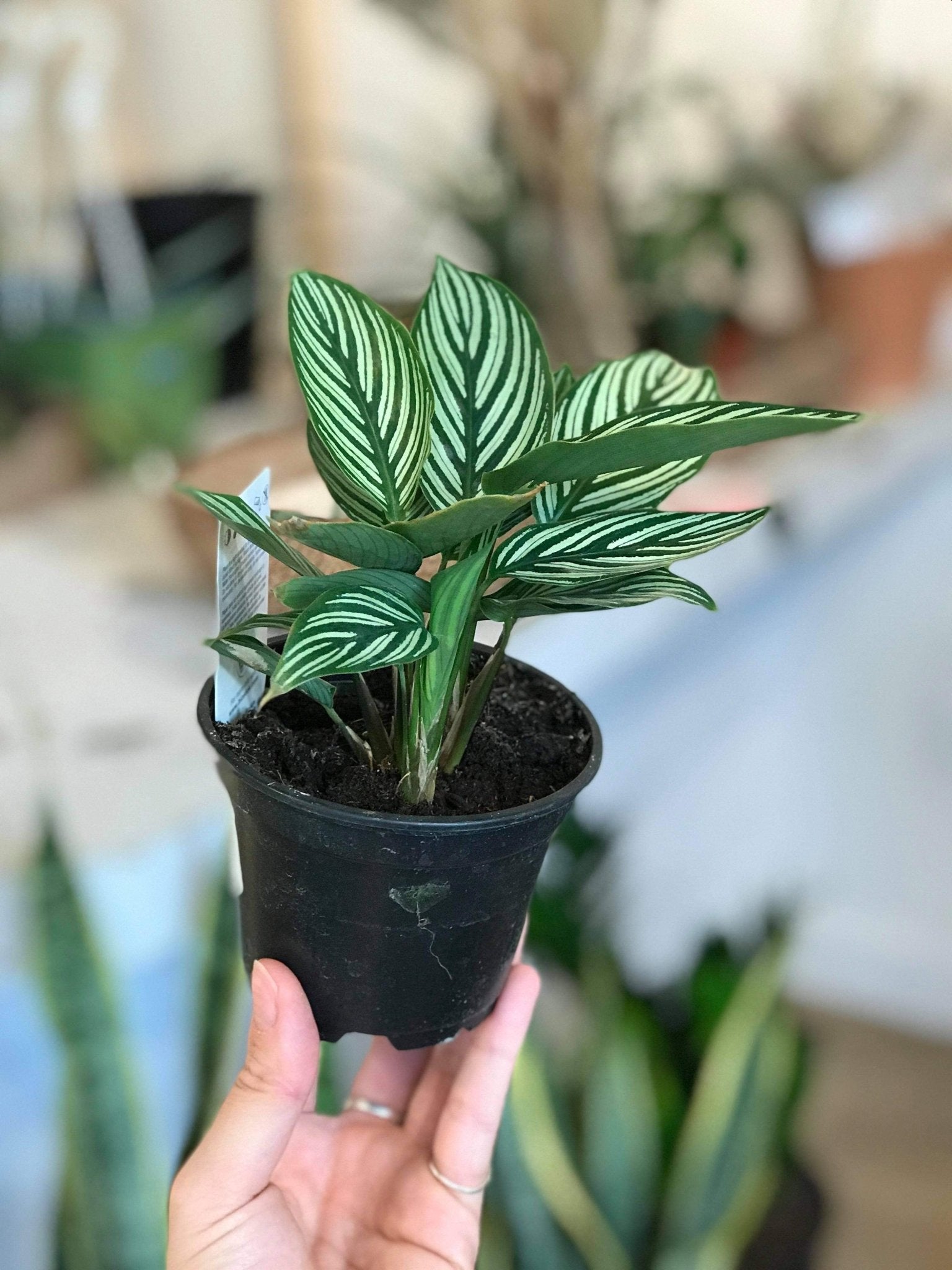 Marjorie (Calathea) - Alma Plantes