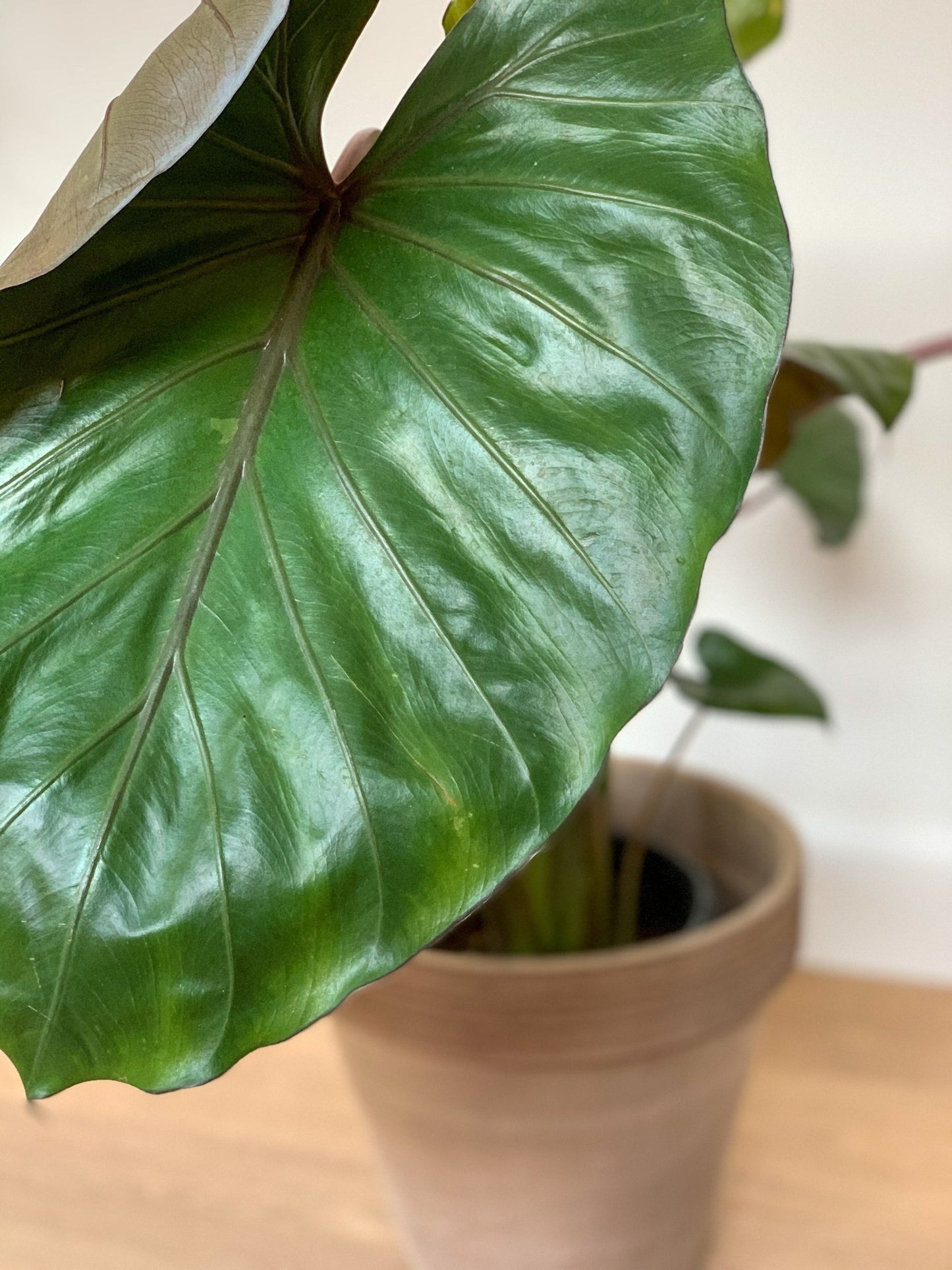 Melino (Alocasia) - Alma Plantes