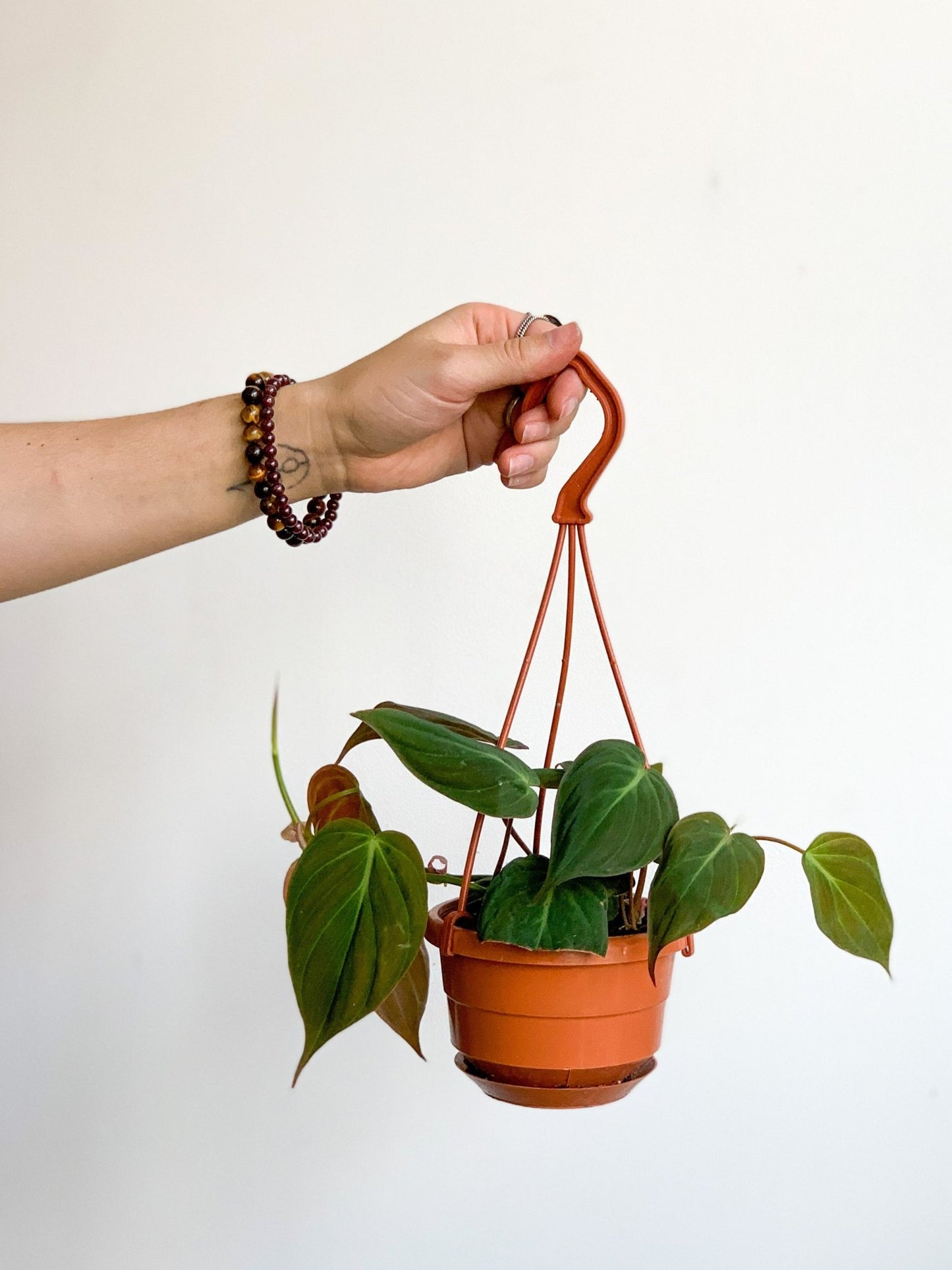 Michael (Philodendron) - Alma Plantes