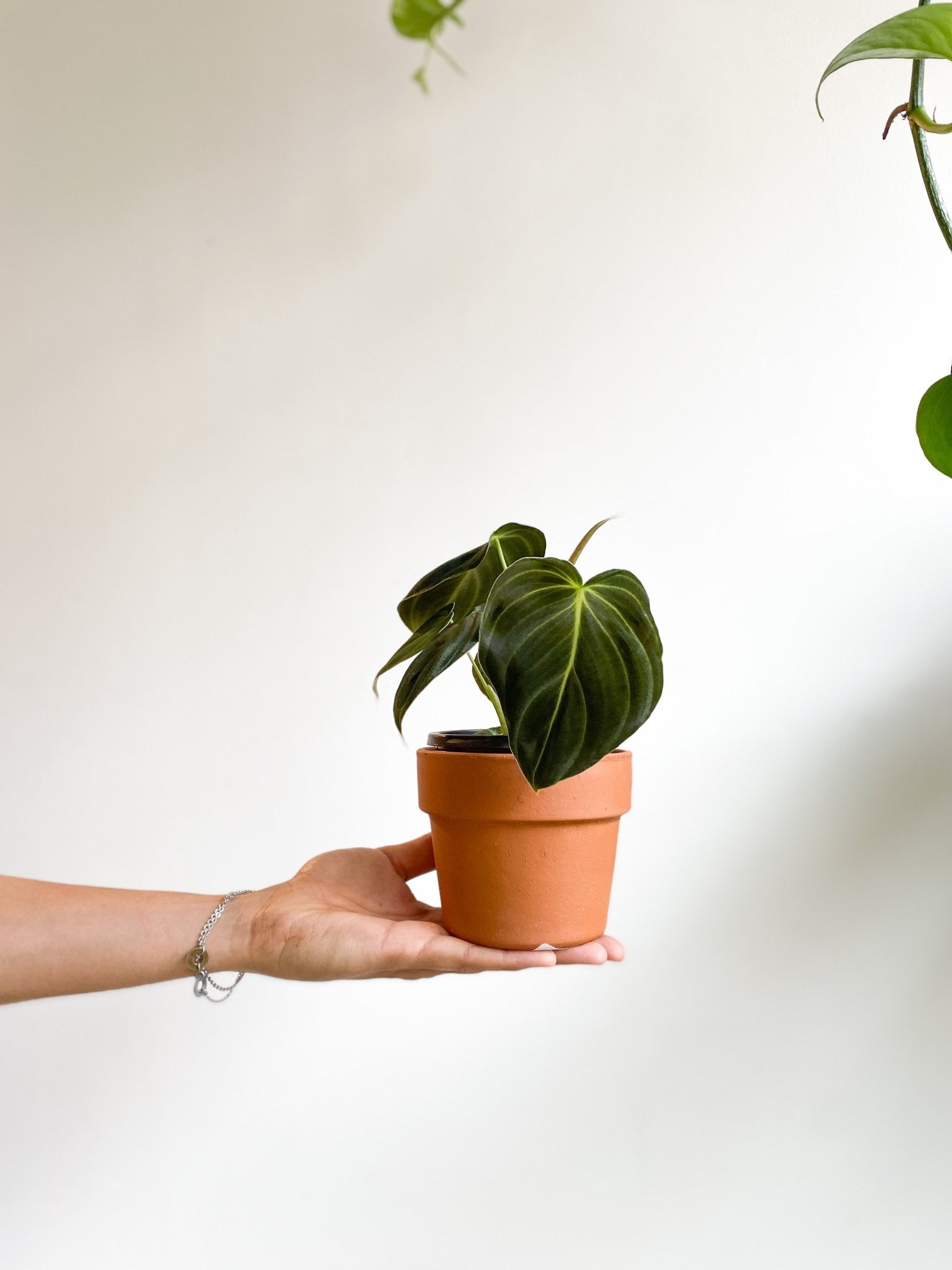 Milano (Philodendron) - Alma Plantes