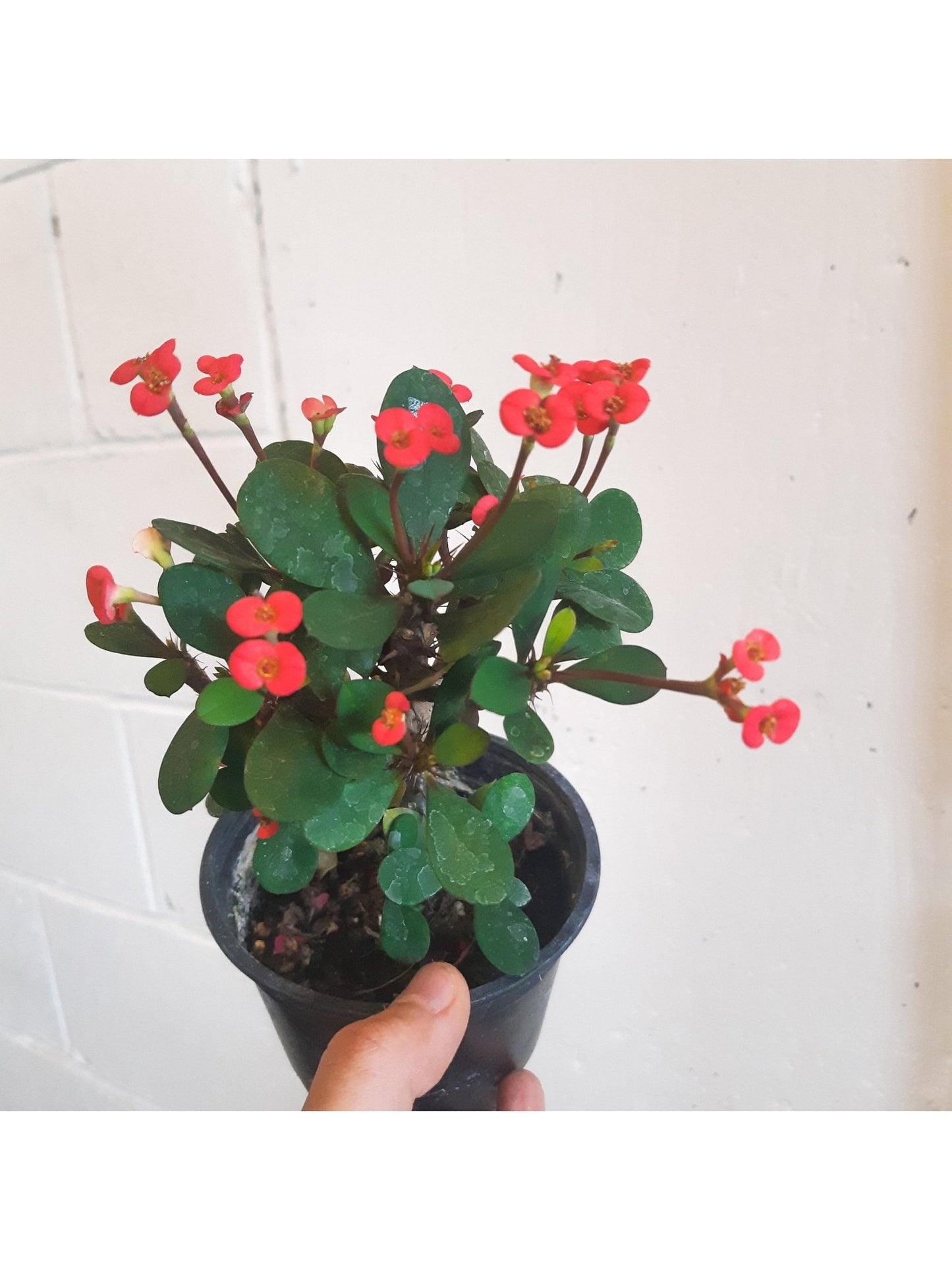 Milli (Euphorbia) - Alma Plantes