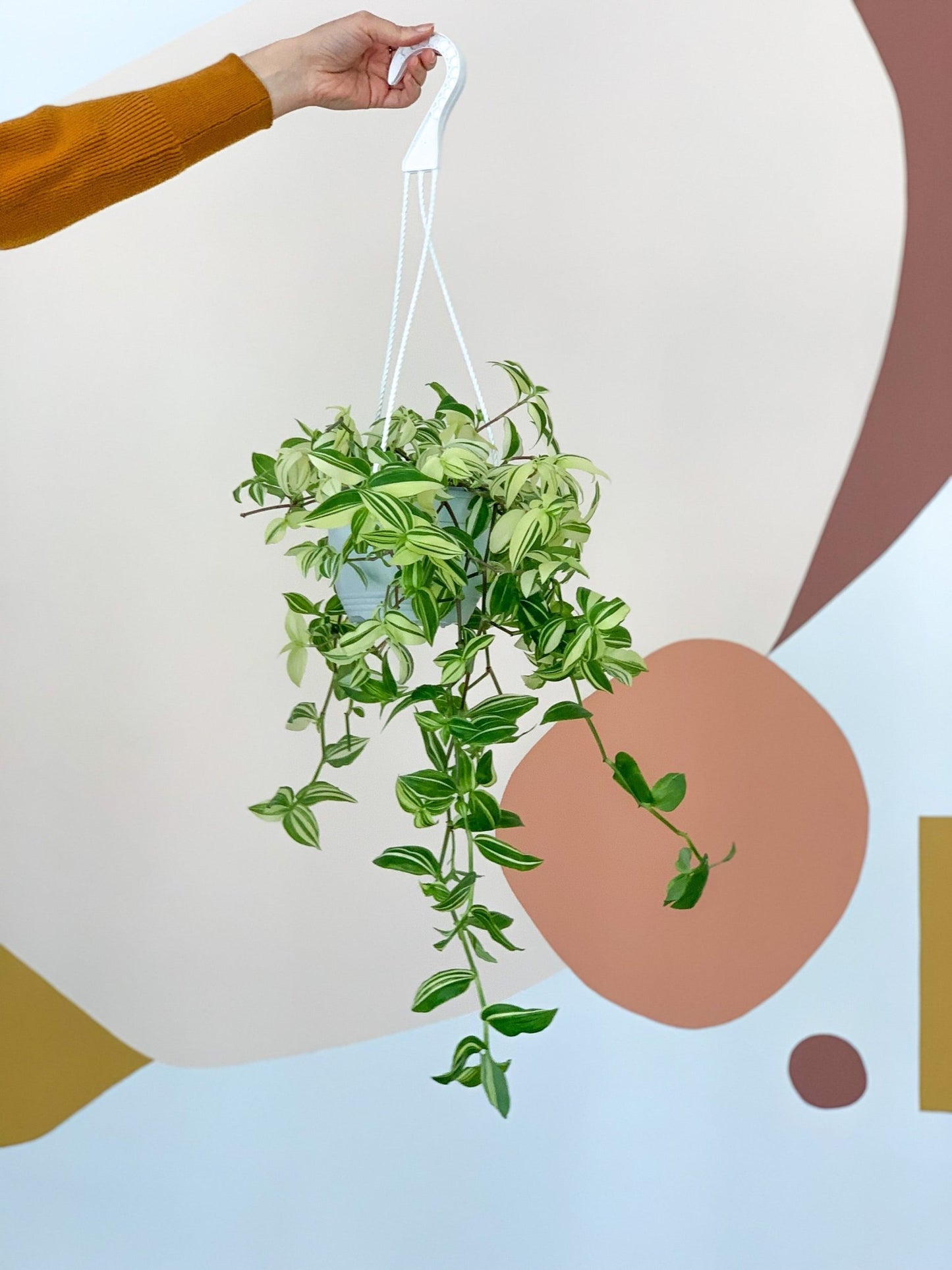 Mina (Tradescantia) - Alma Plantes