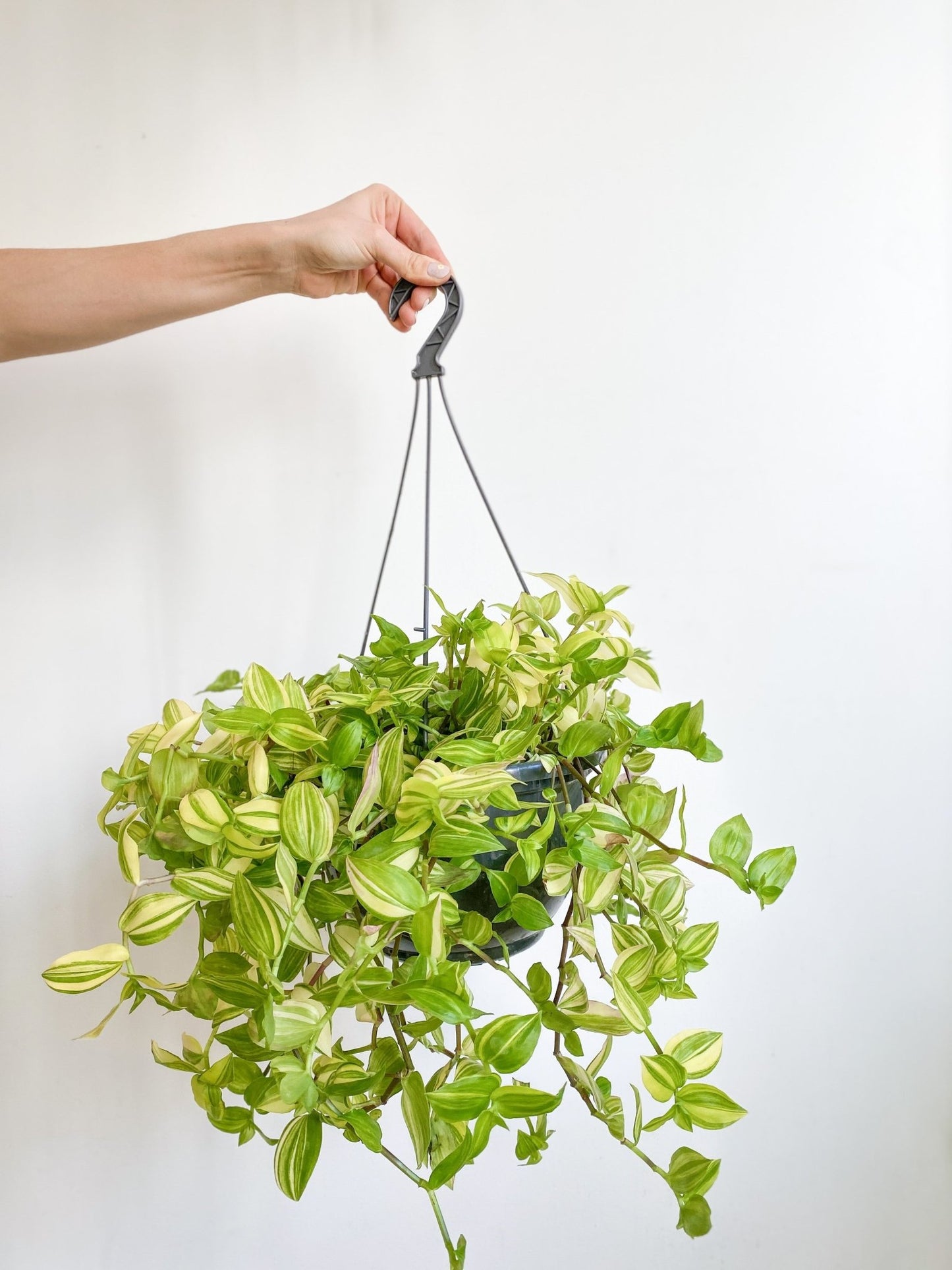 Mina (Tradescantia) - Alma Plantes