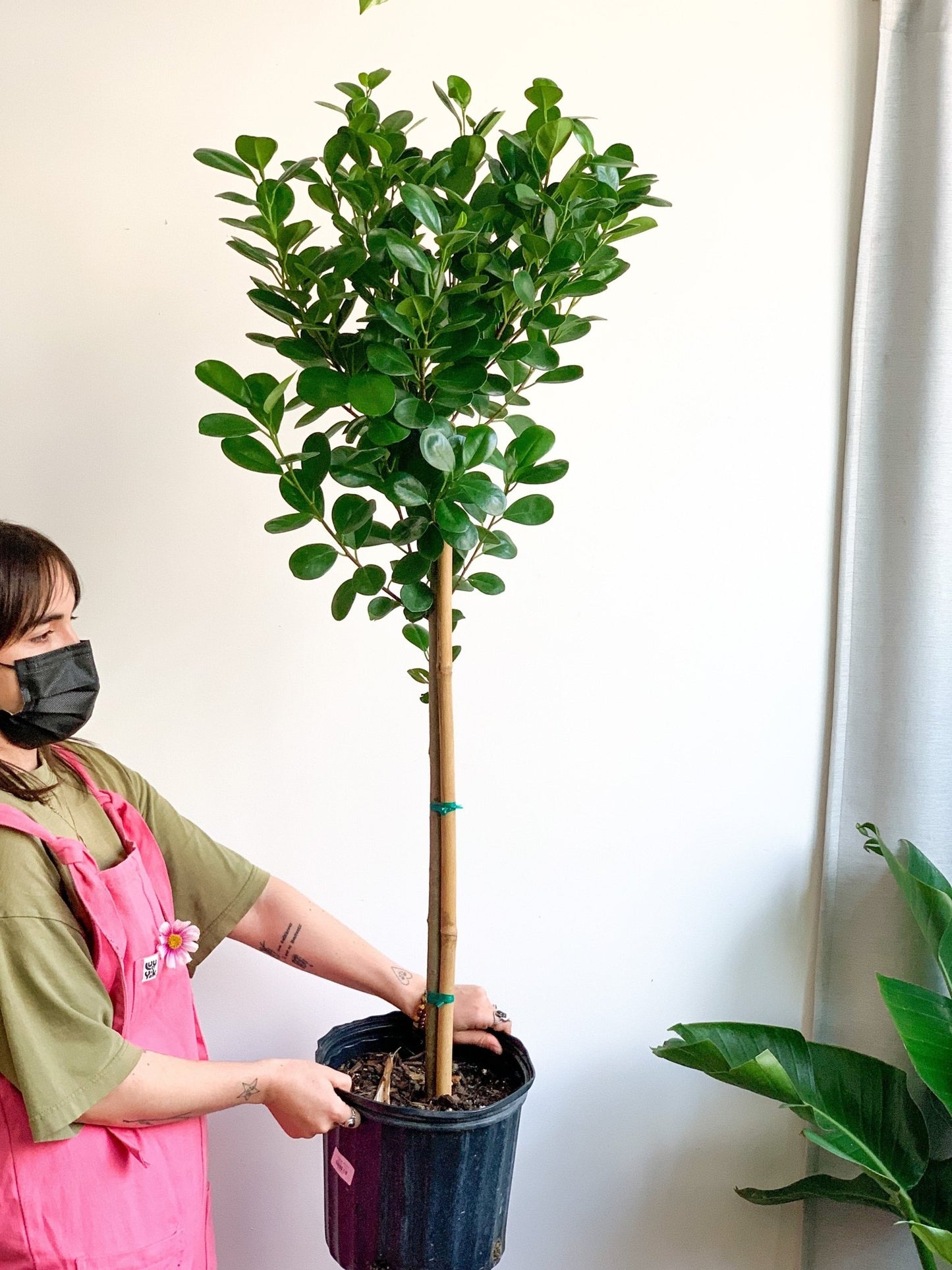 Moctar (Ficus) - Alma Plantes