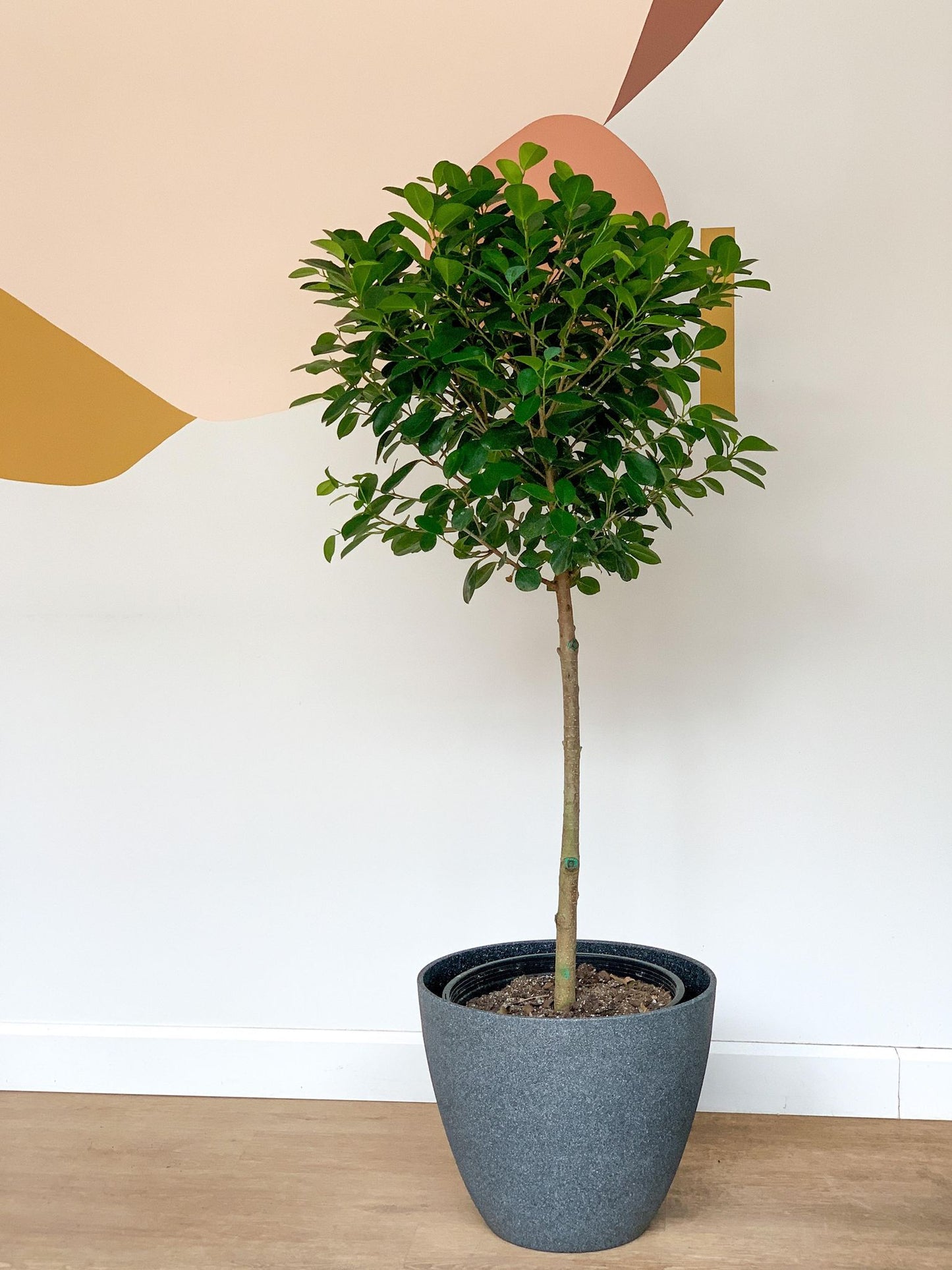 Moctar (Ficus) - Alma Plantes