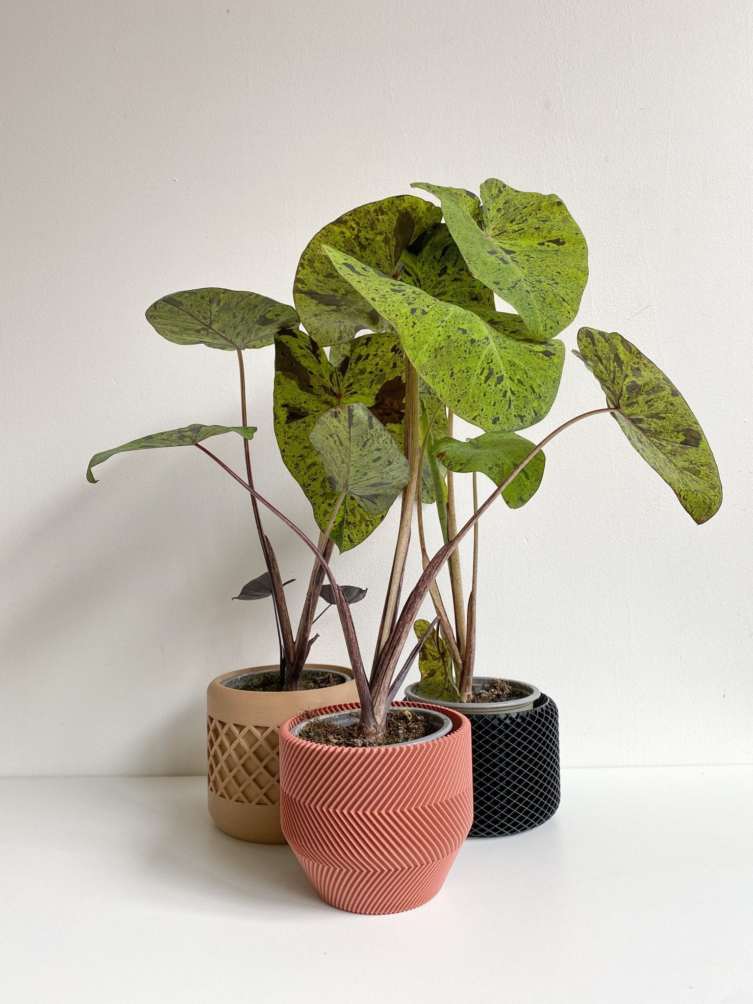 Mojito (Colocasia) - Alma Plantes