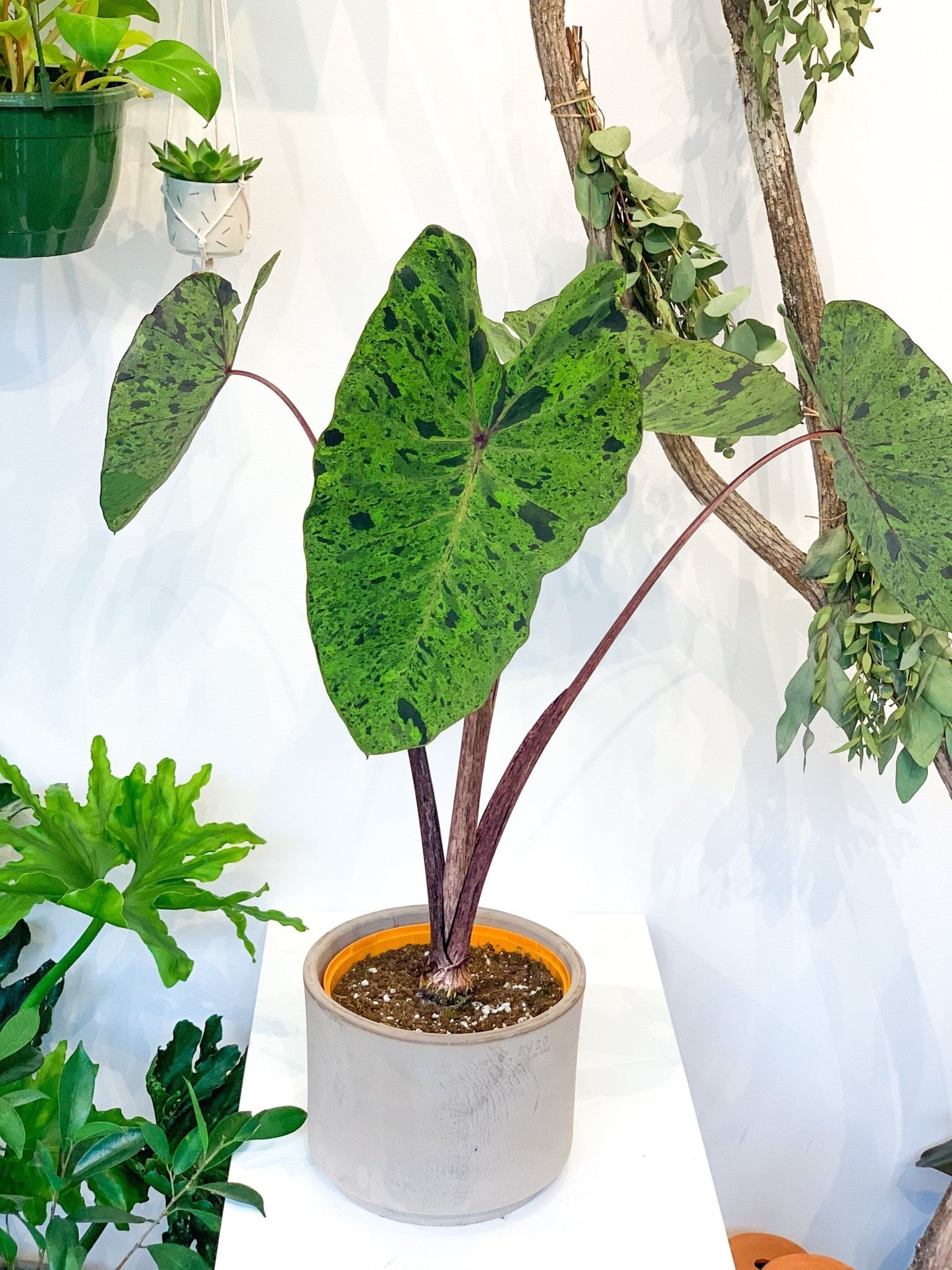 Mojito (Colocasia) - Alma Plantes