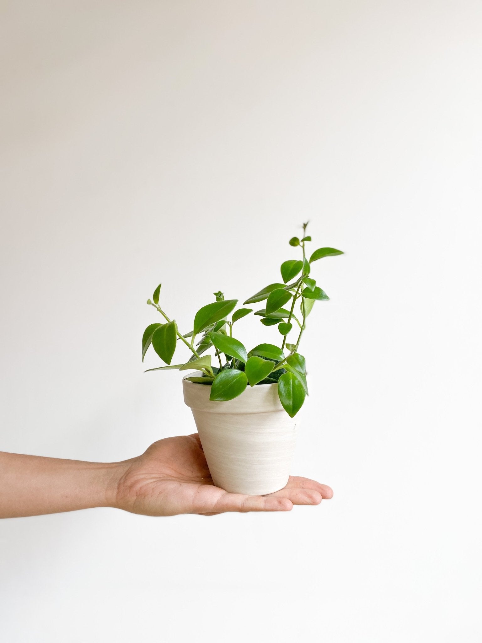 Mona (Aeschynanthus) - Alma Plantes