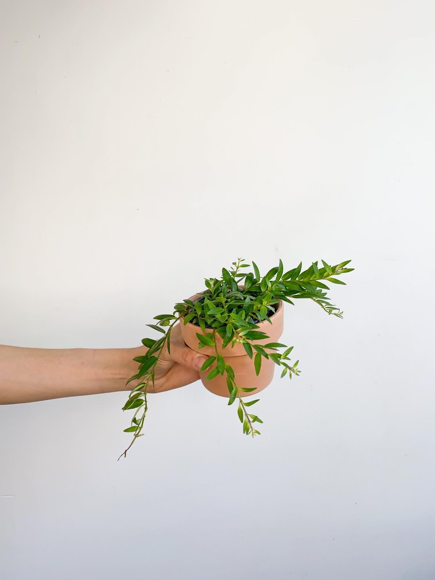 Mona (Aeschynanthus) - Alma Plantes