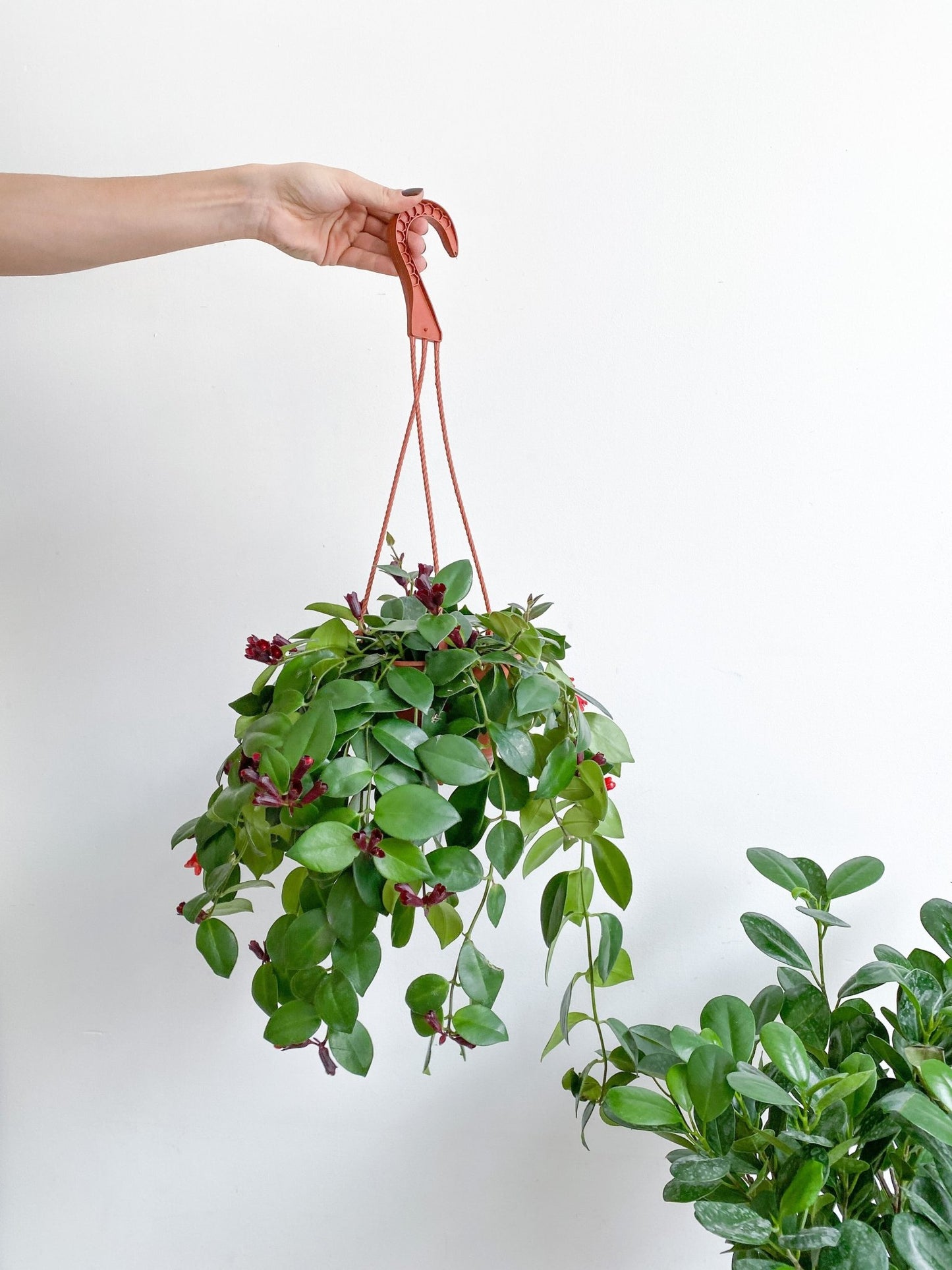 Mona (Aeschynanthus) - Alma Plantes