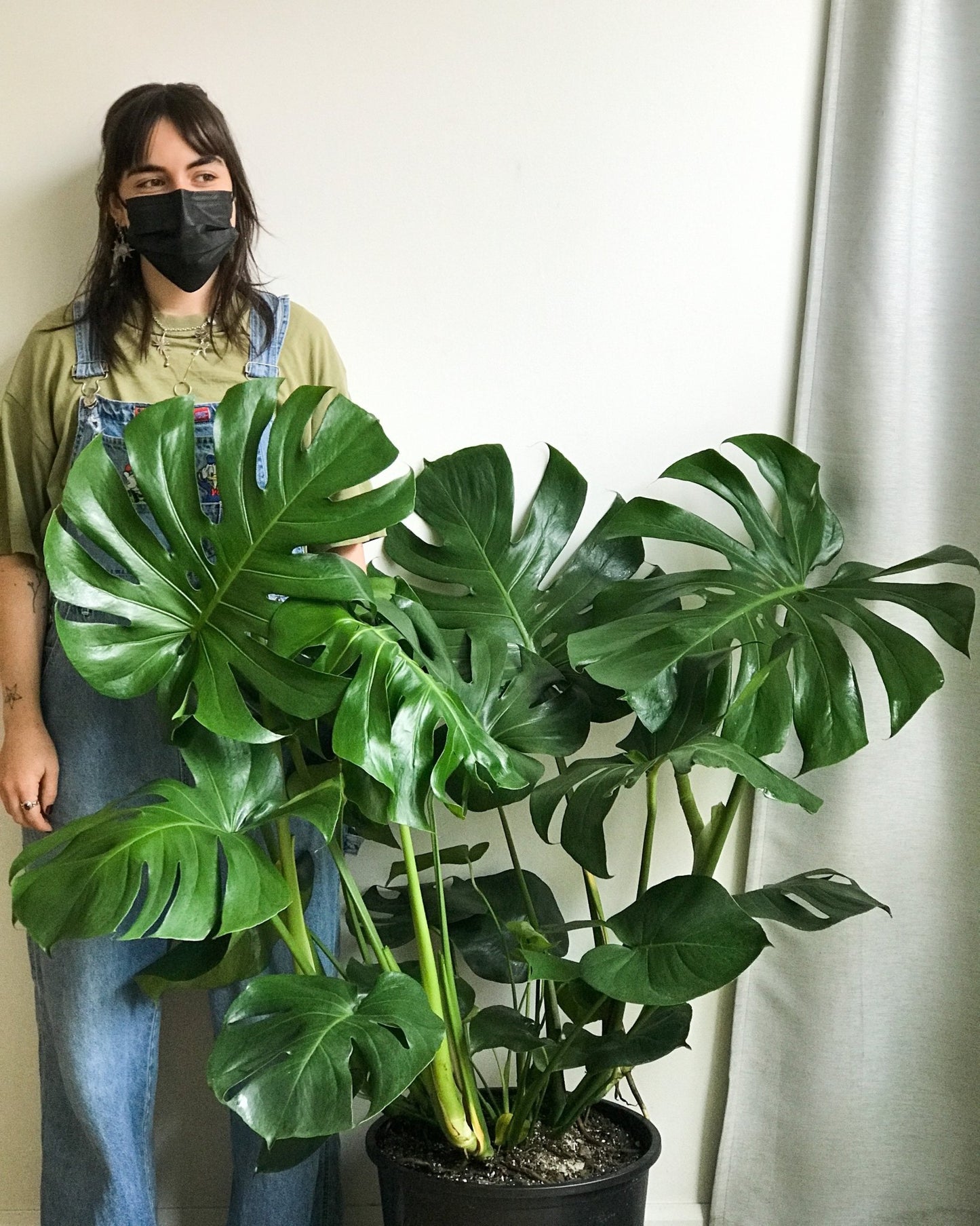 Monica (Monstera) - Alma Plantes