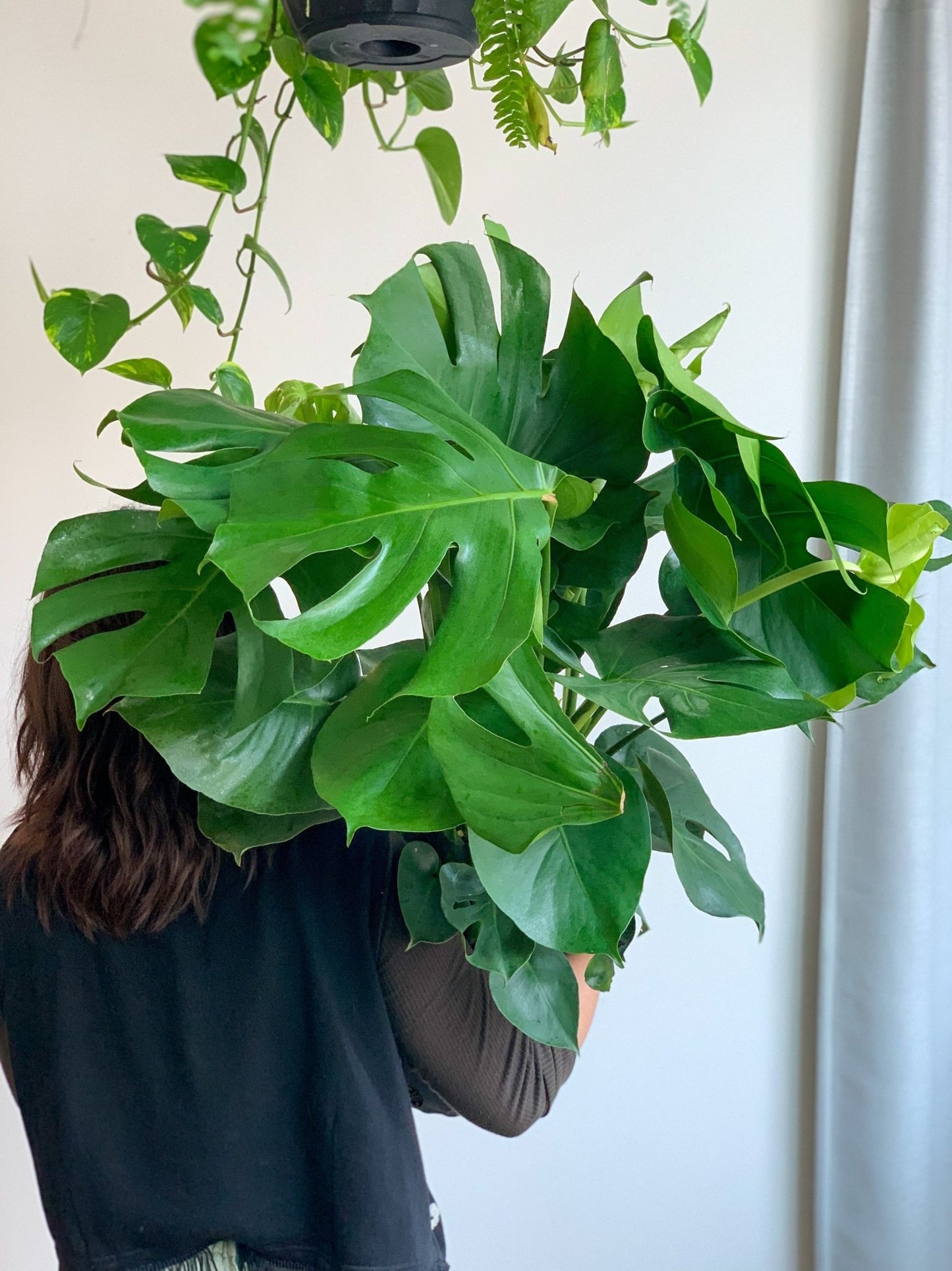 Monica (Monstera) - Alma Plantes