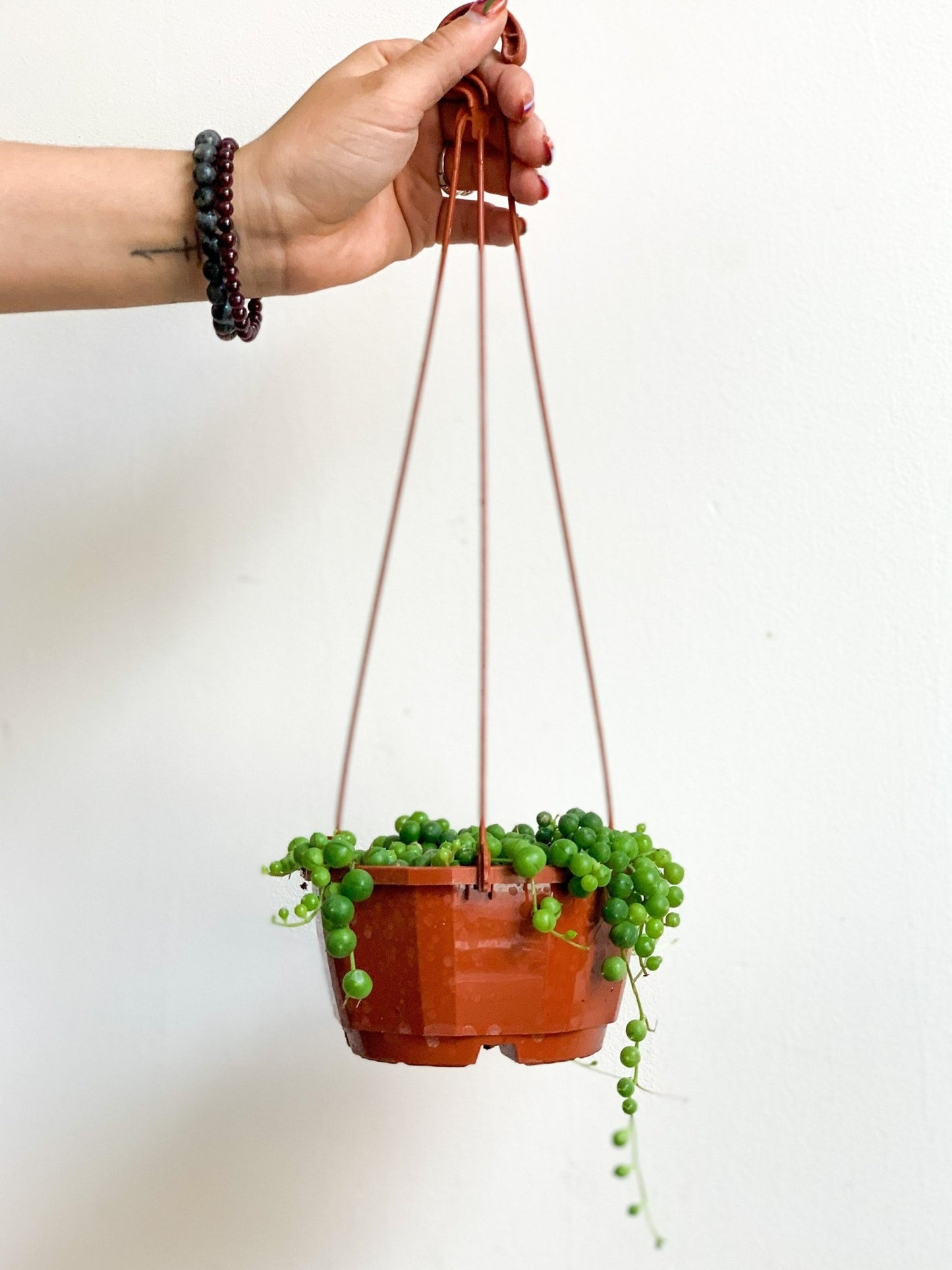 Mr. Bean (Senecio) - Alma Plantes